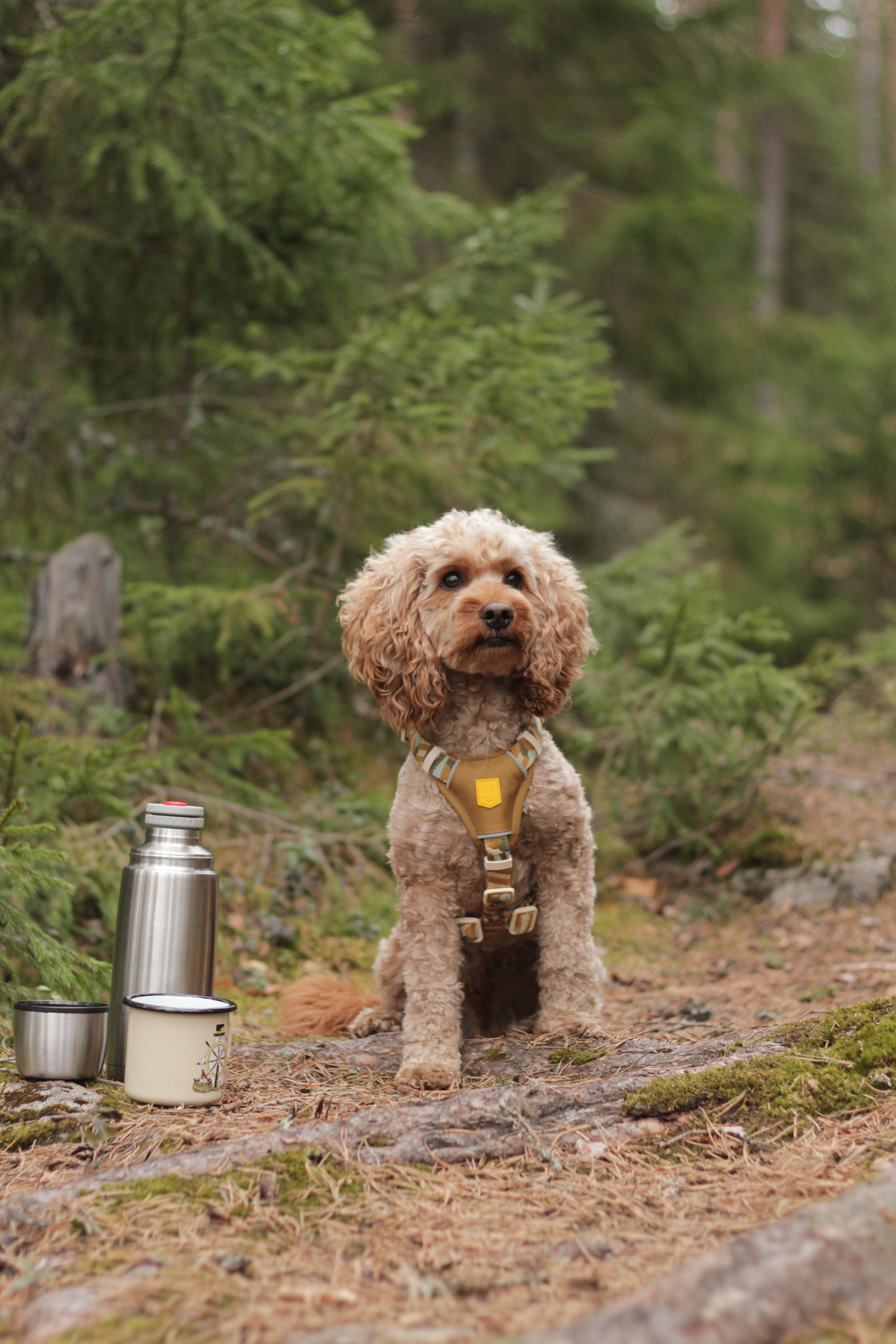 A brown and white dog with blue eyes stands on a wooden dock, wearing a blue harness and leash.
