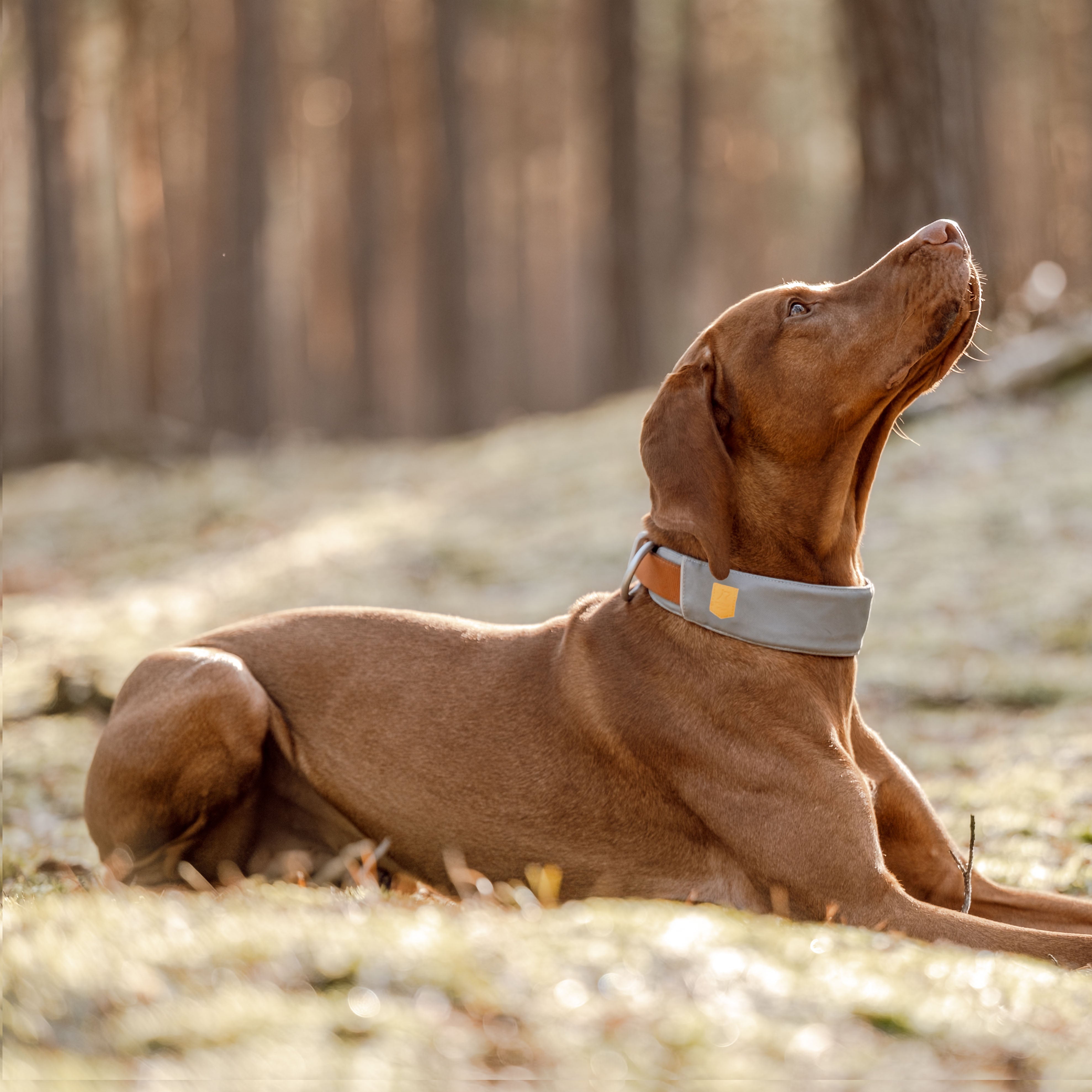 White and brown dog wearing a blue and brown collar, sitting outdoors with blurred autumn foliage in the background.