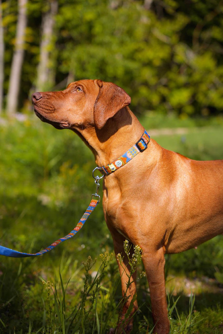 Dog Collars