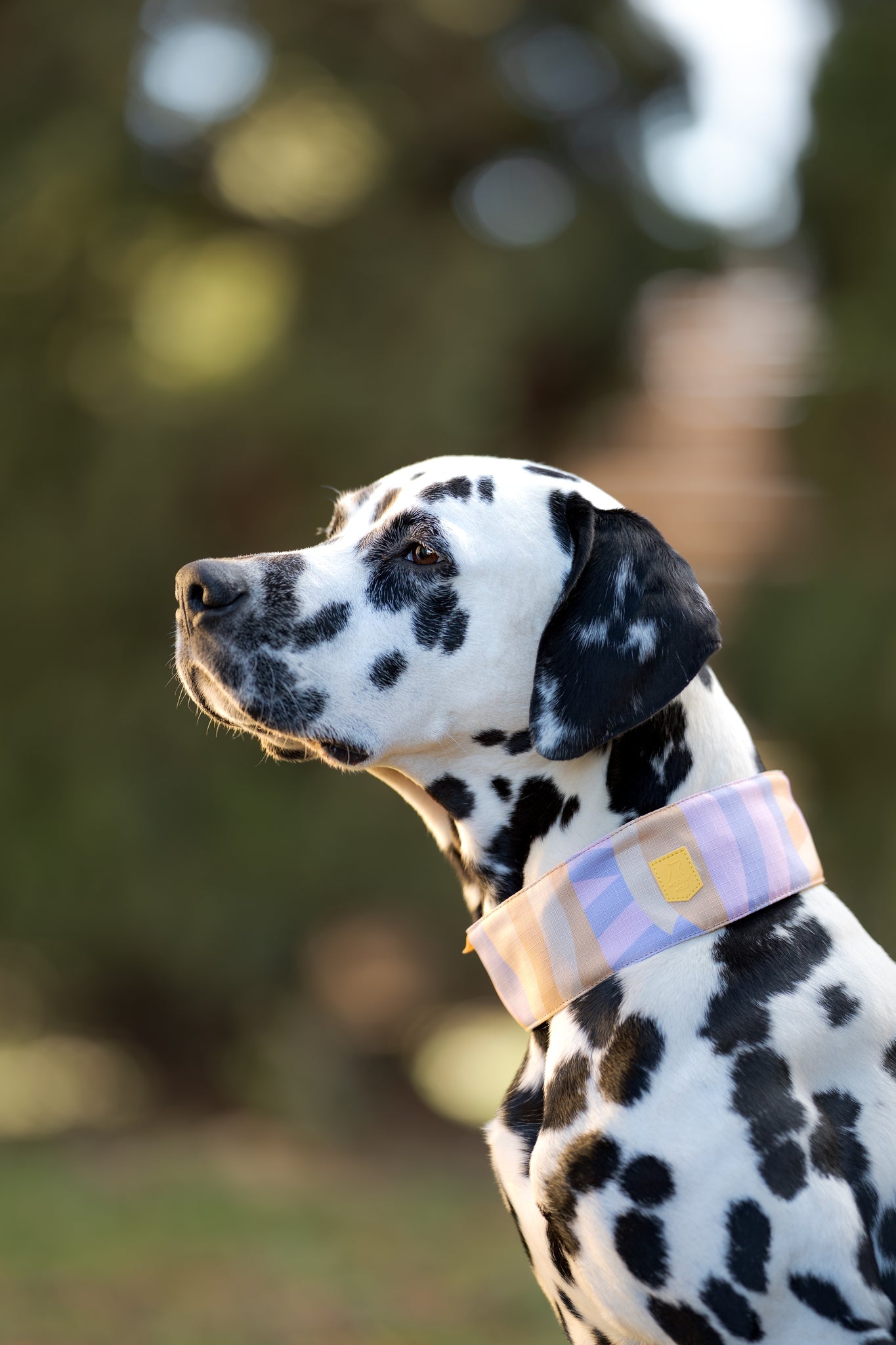 Dog Collars