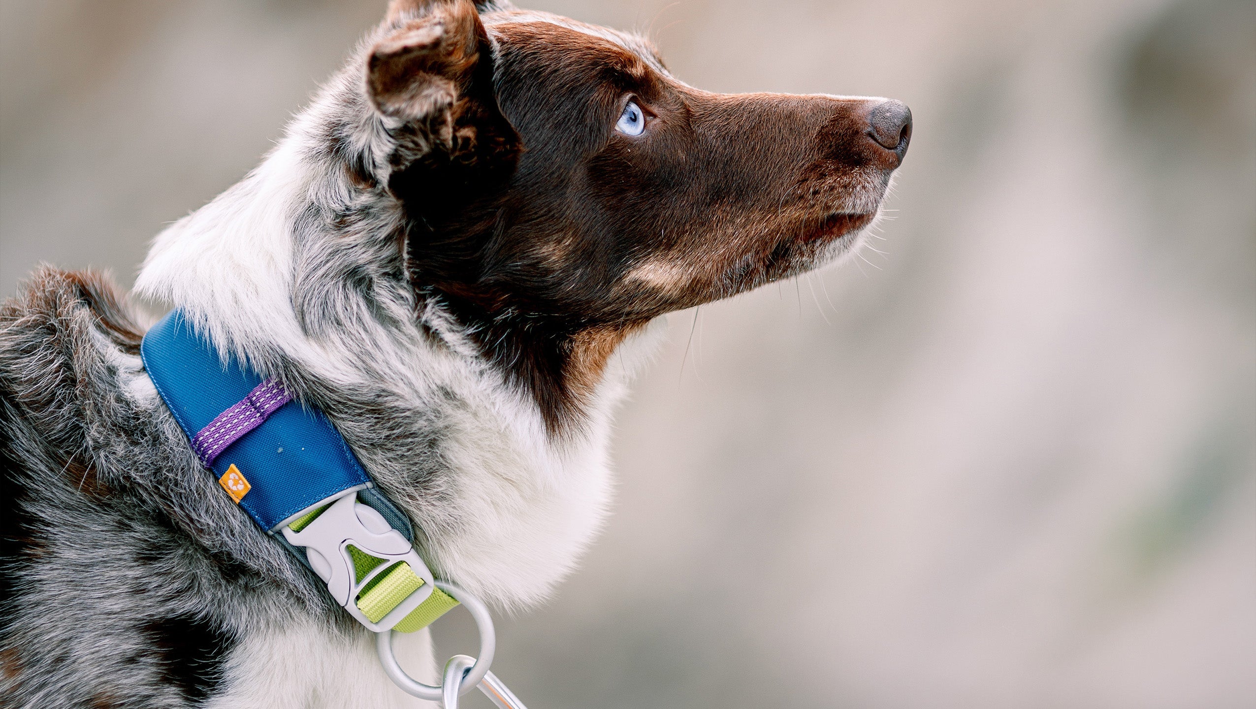 Alpha 360 dog collar