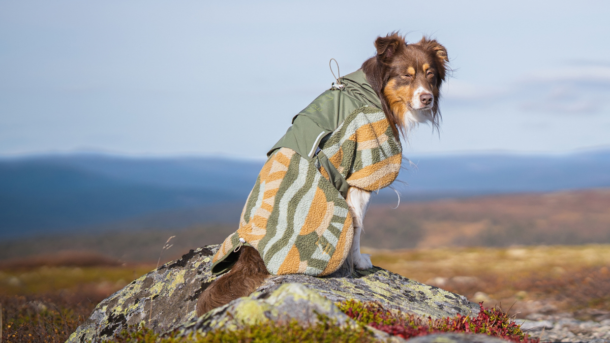 A brown and white dog wearing a patterned fleece jacket sits on a rock overlooking a mountain landscape.
