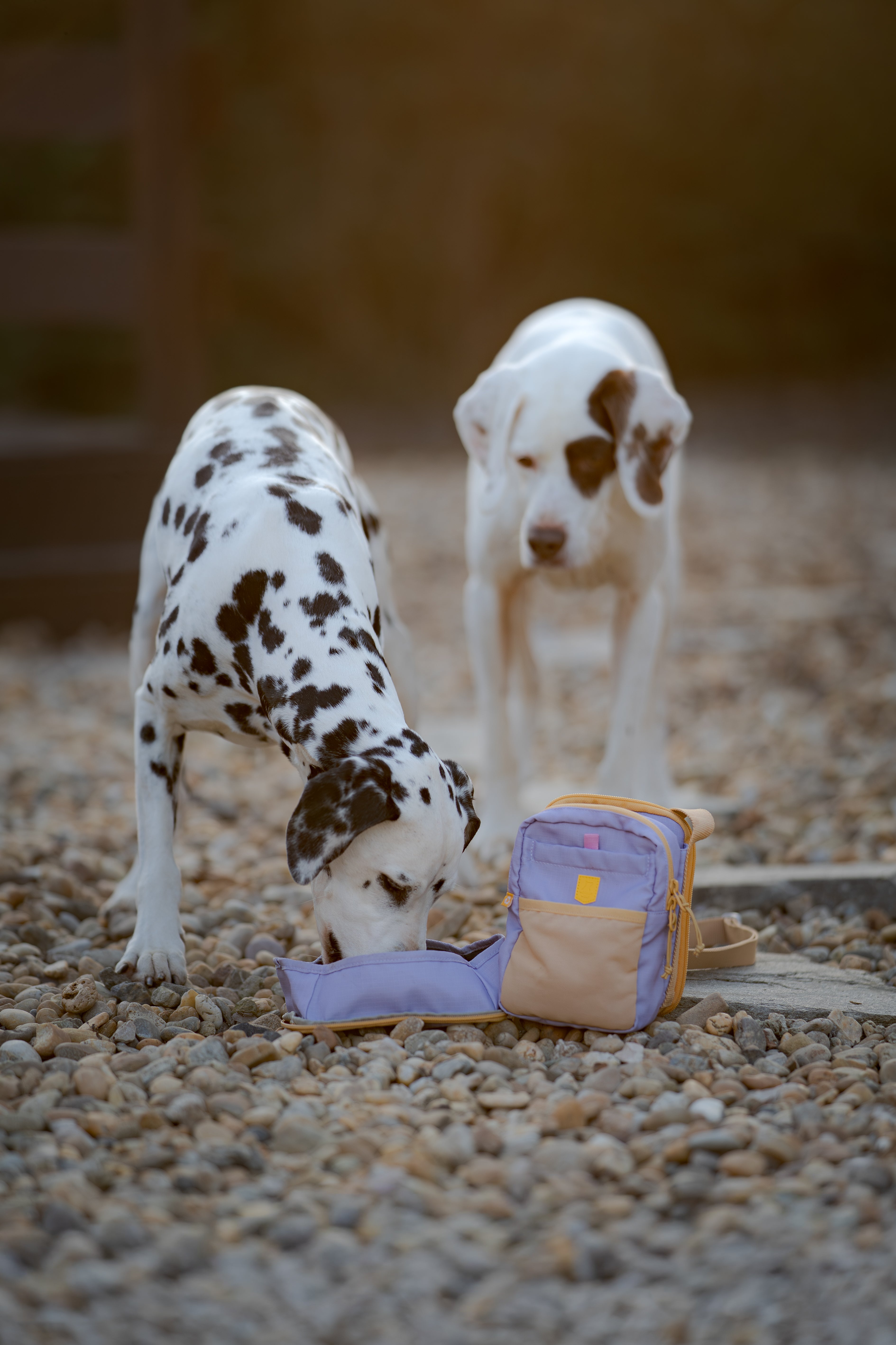A brown and white dog lies beside a tree with a small striped bag hanging on the mossy trunk.