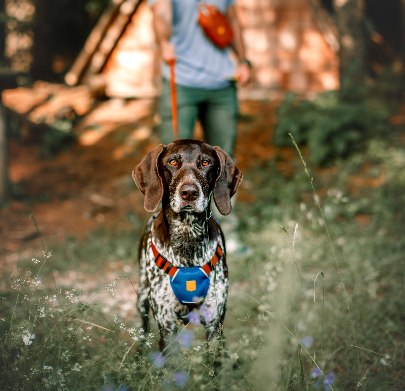 Dog wearing color block harness