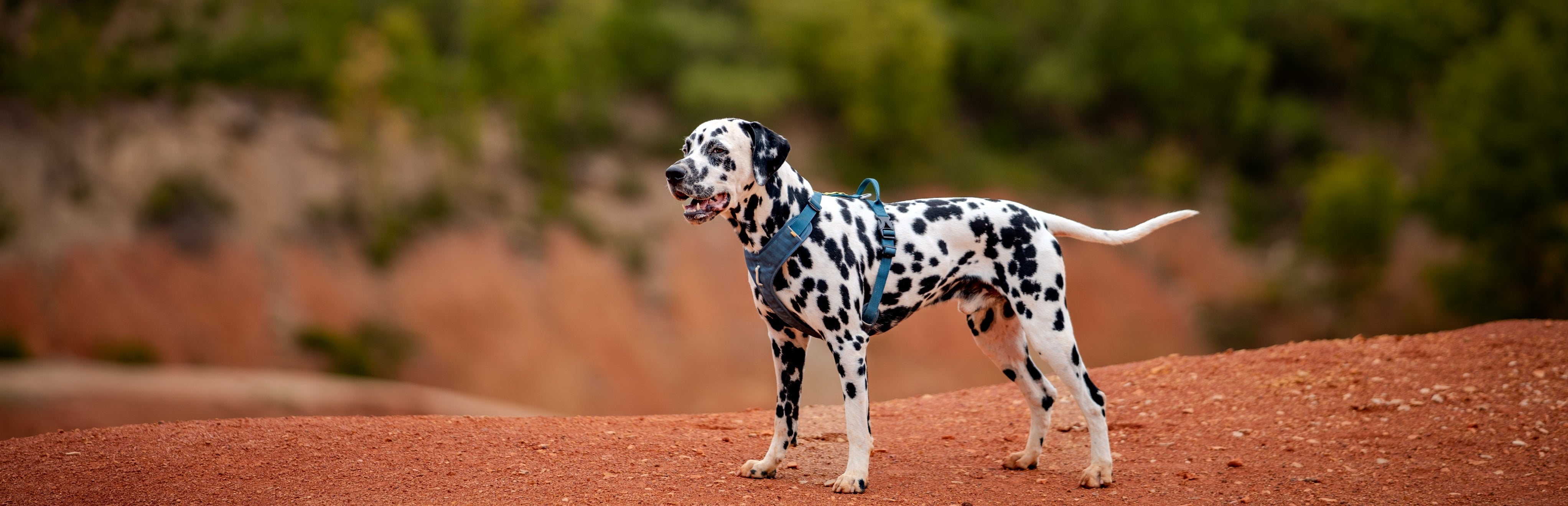 A Dalmatian dog wearing a blue harness stands on red dirt with green trees in the background.