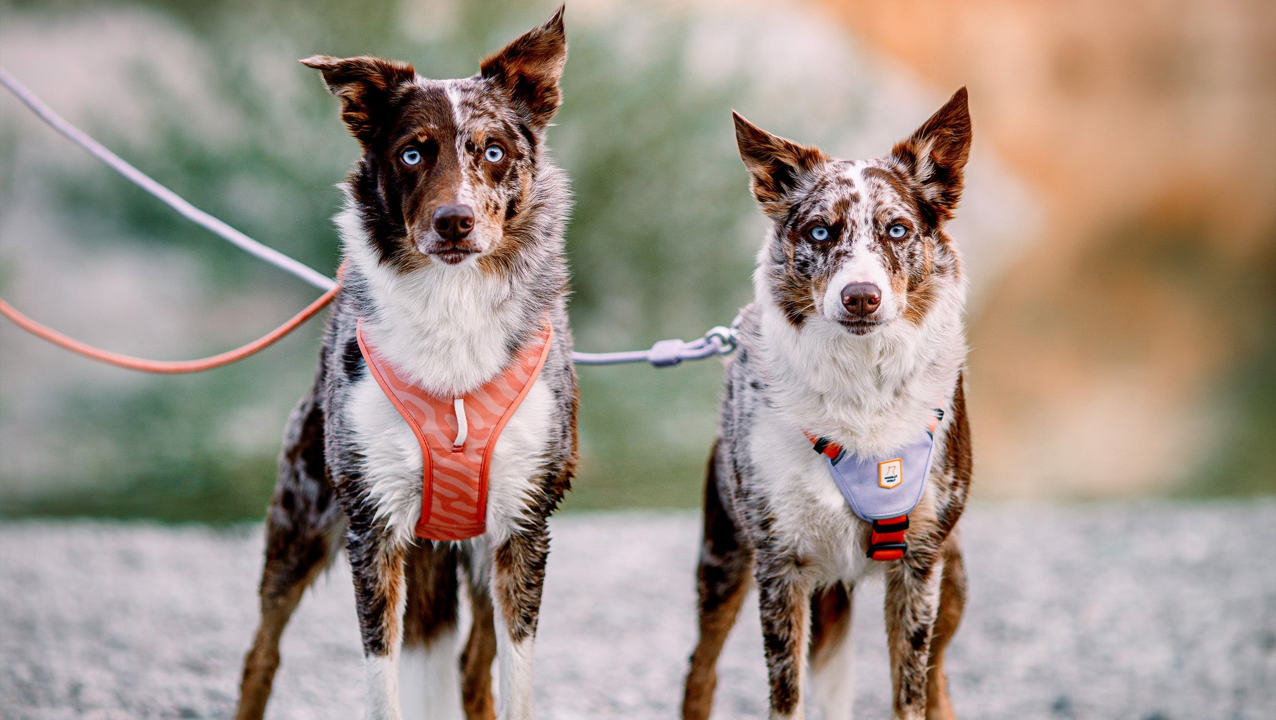 Two dogs wearing harnesses