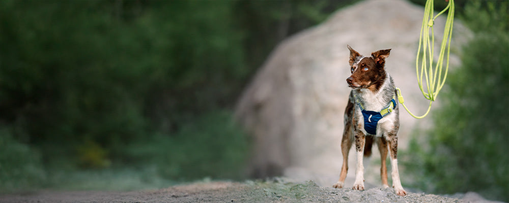 Long Dog Leashes - Woolly Wolf