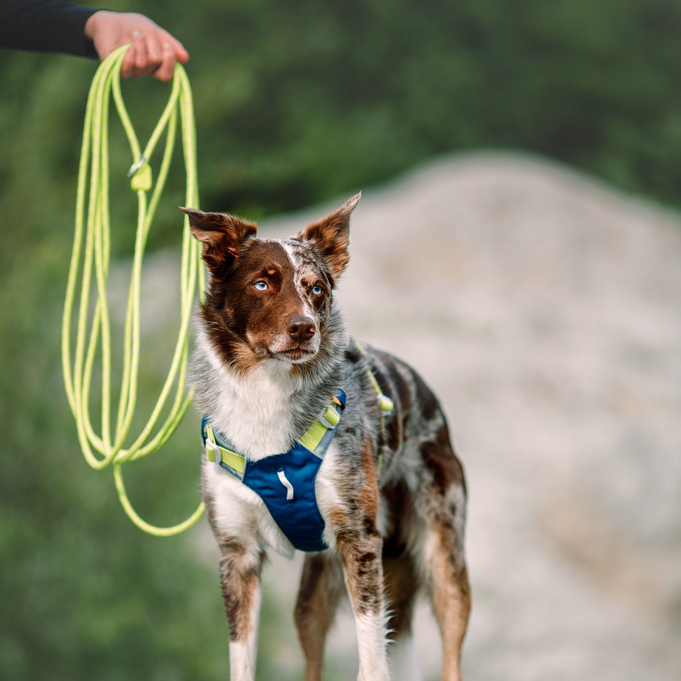 Long Dog Leashes - Woolly Wolf