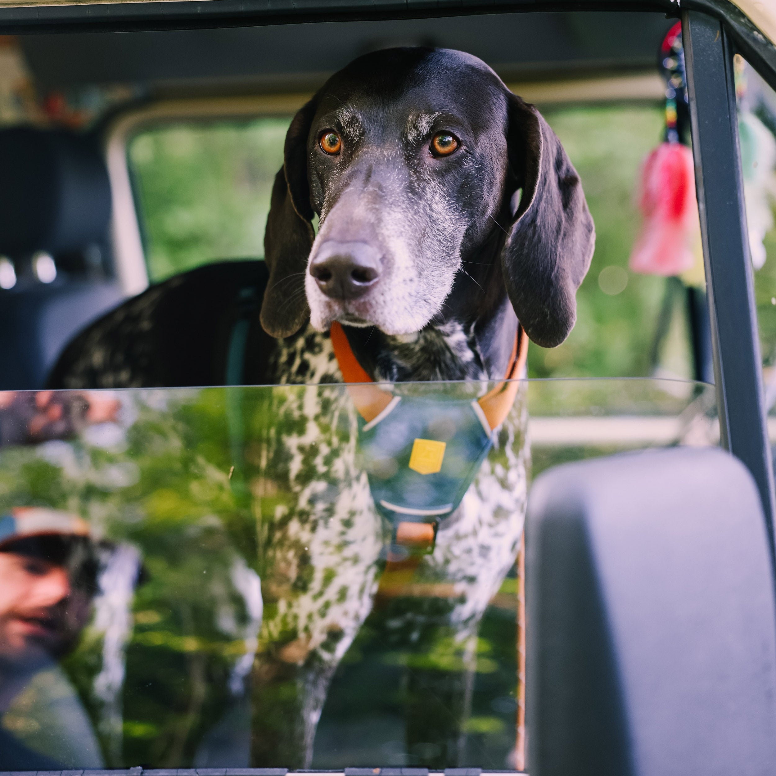 A black and white dog with a harness looks out of a car window, with trees reflected on the glass.