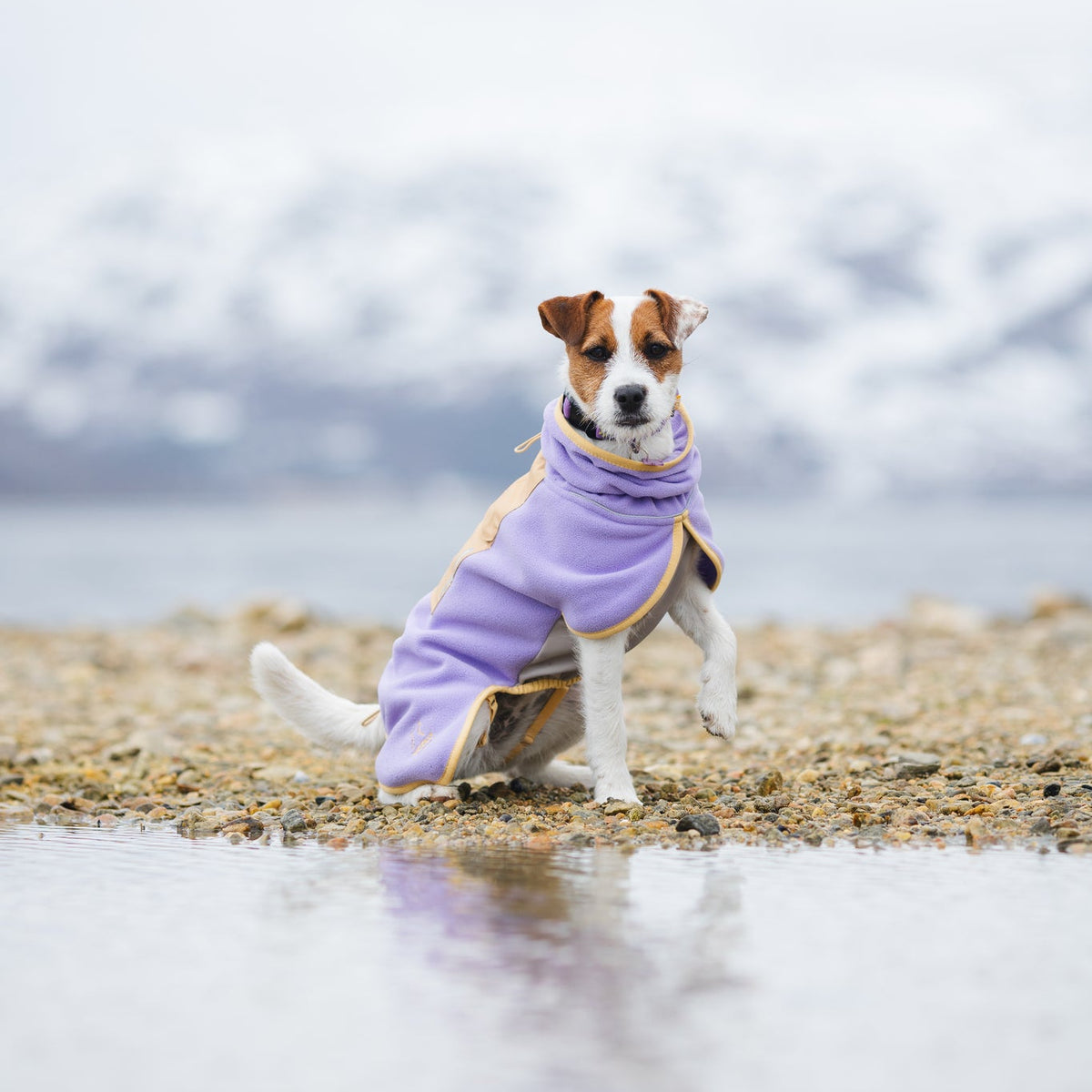 Small dog wearing a purple coat sits on rocky shore with water and snowy mountains in the background.