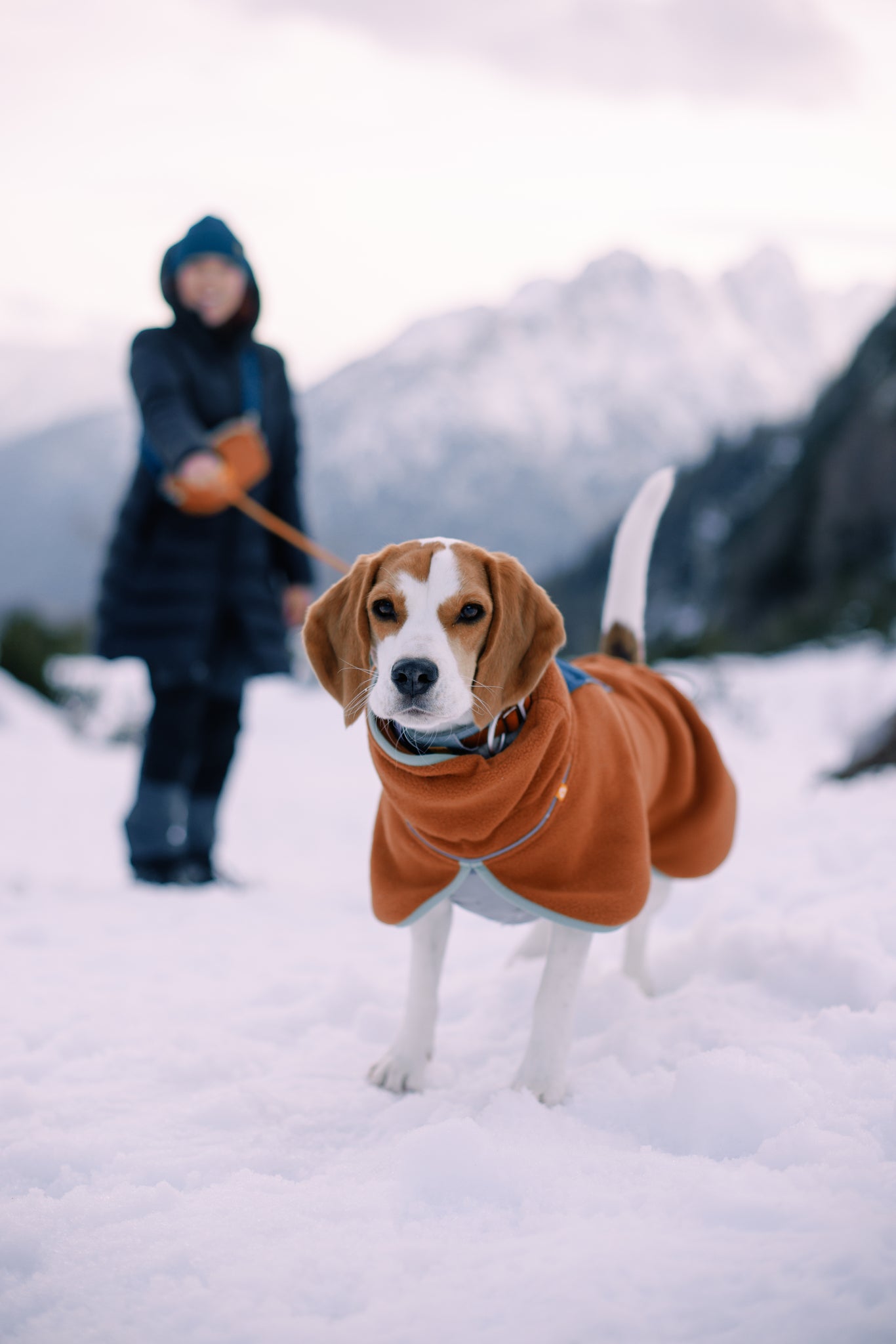 A beagle wearing an orange coat stands on snow, looking at the camera, with a person in winter clothes holding its leash in the background against a backdrop of snowy mountains.