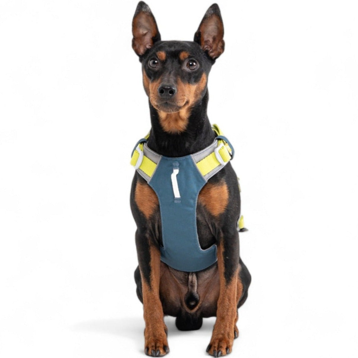 A small black and brown dog with pointed ears sits facing forward, wearing the Alpha 360 Dog Harness in Deep Teal against a plain white background.