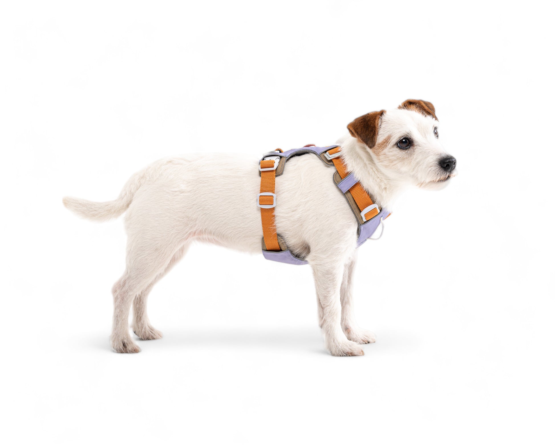 Dog Wearing Alpha 360 Harness Lavender mix