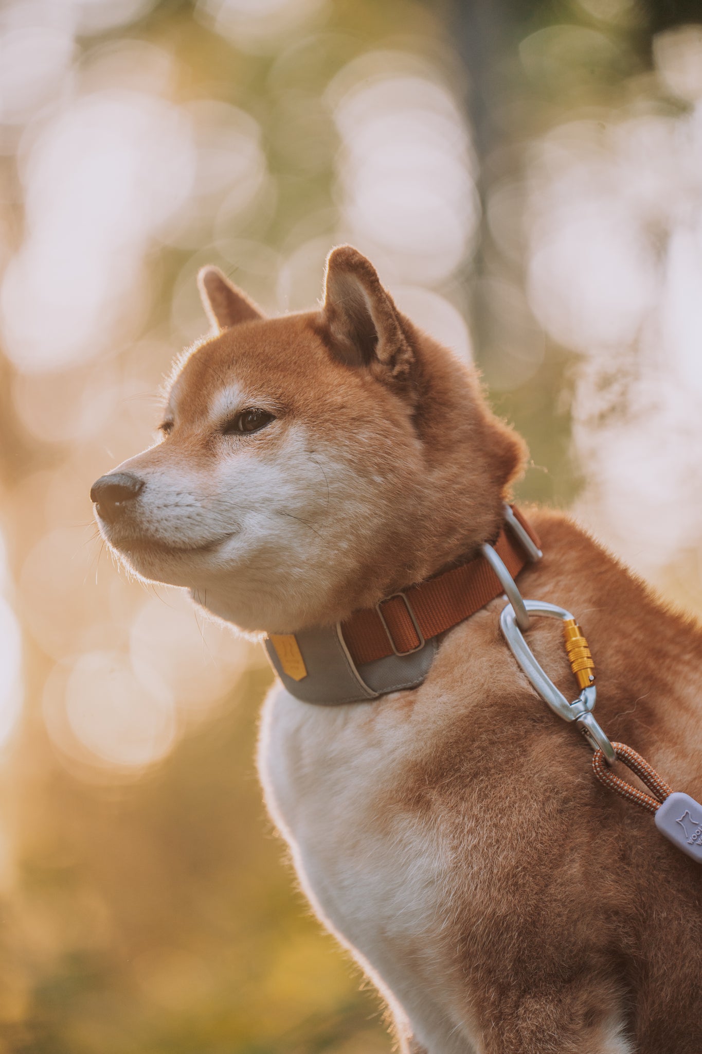 Shiba Inu dog with a leash and collar outdoors in warm, golden sunlight.