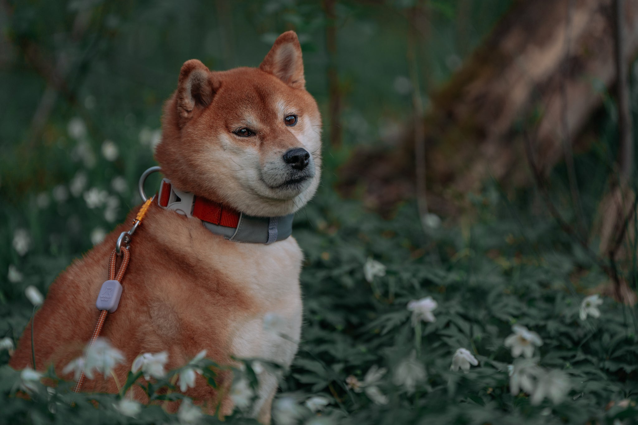 Shiba Inu dog with a red and gray collar sits among green plants and white flowers outdoors.