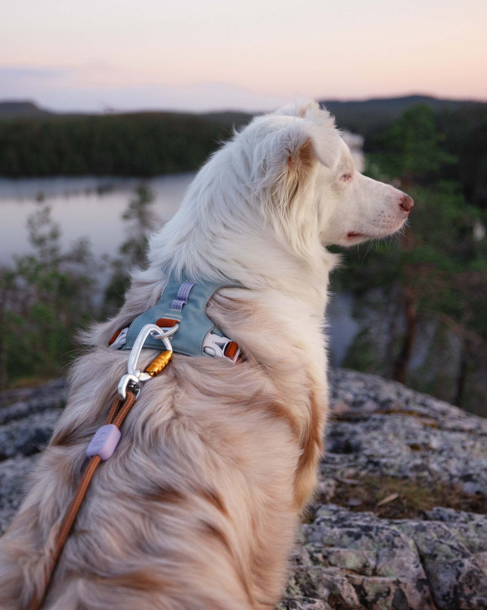 Cream-colored dog wearing a harness looks out over a calm lake and forest at sunset from a rocky ledge.