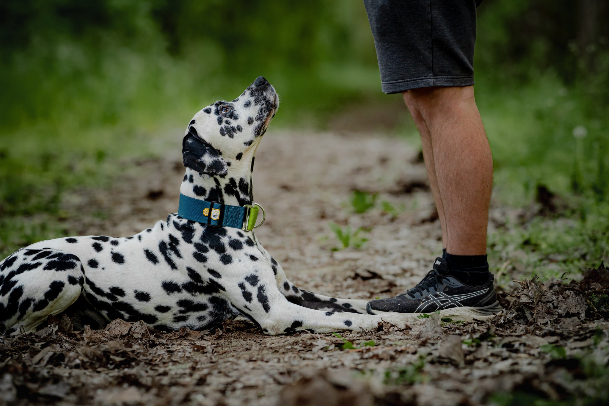 A Dalmatian dog with a blue collar lies on a leaf-covered trail, looking up at a person standing nearby, whose legs and shorts are visible. The scene is outdoors with green foliage in the background.