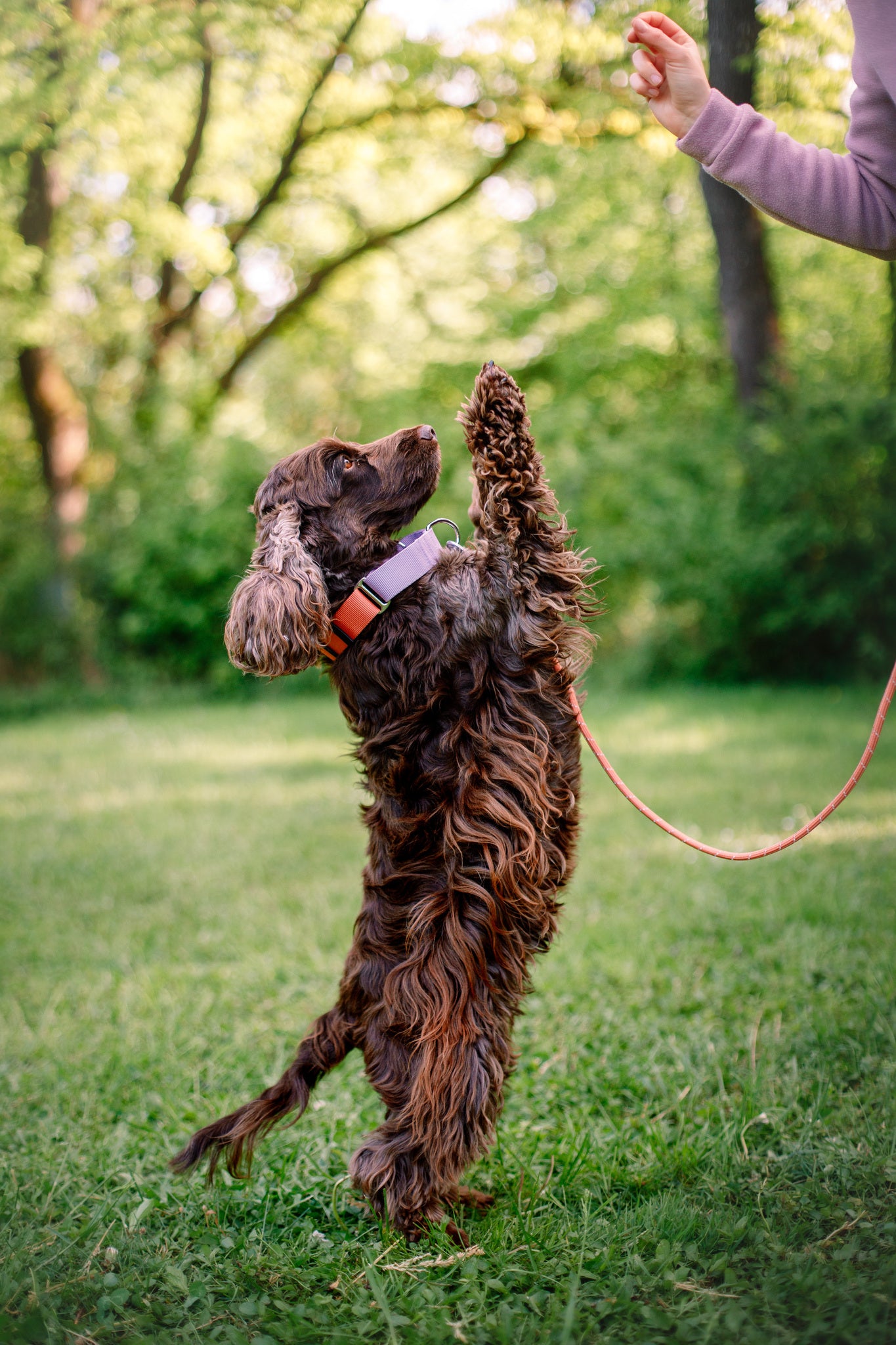 Brown dog standing on hind legs reaching for treat in a persons hand outside on green grass.