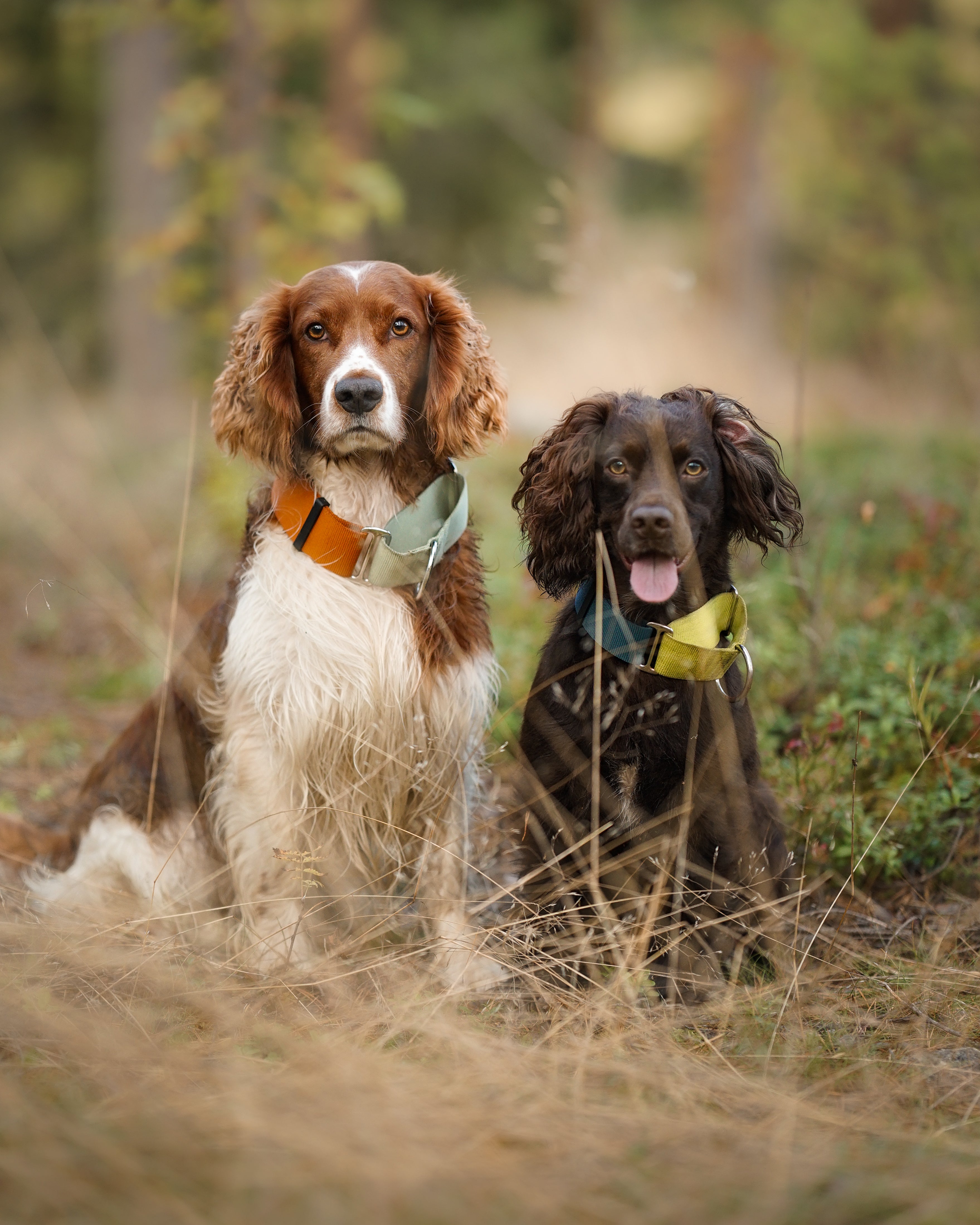 Two spaniel dogs with colorful collars sit on grass in a forest, looking toward the camera.