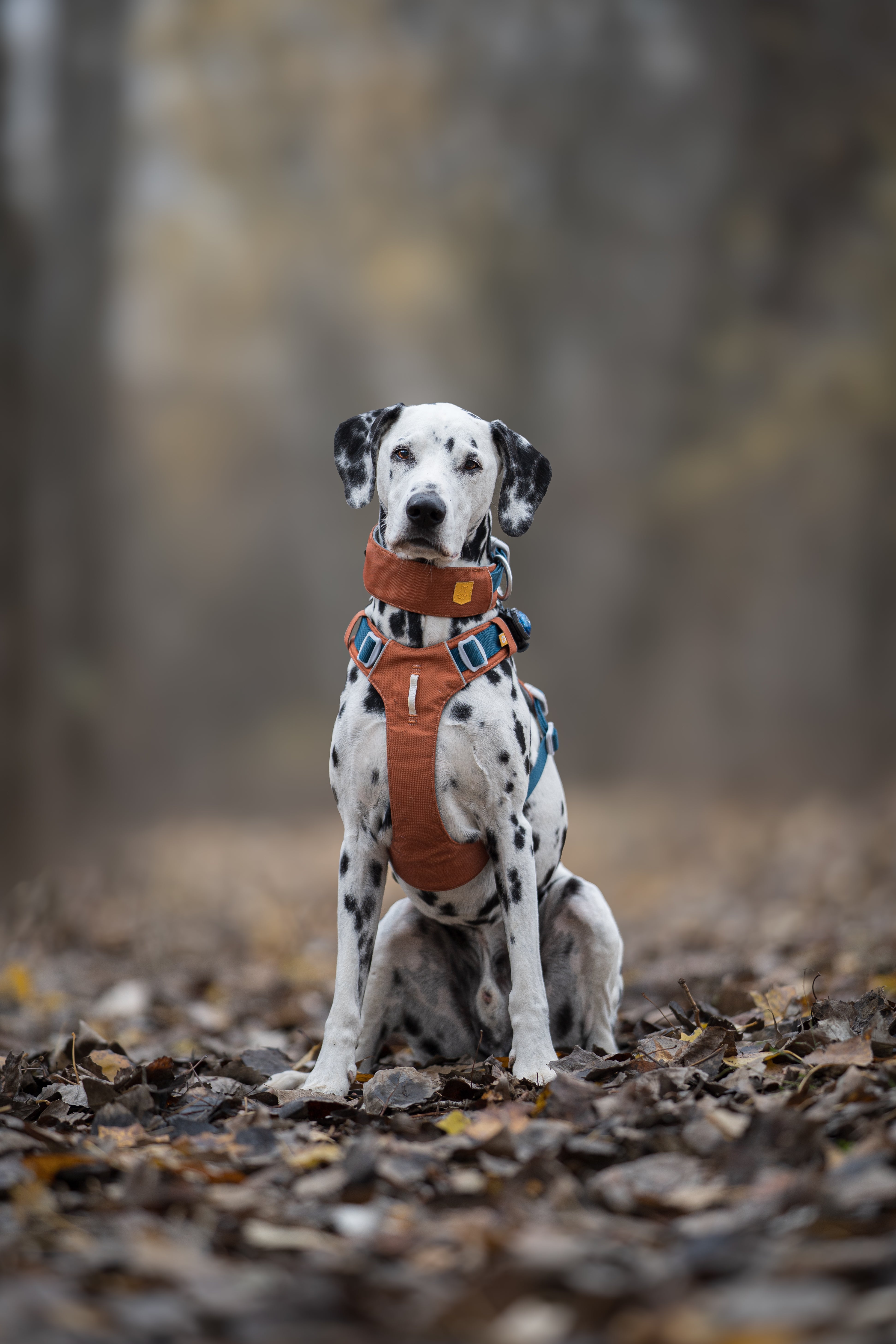 Dalmatian dog wearing an orange harness sitting on fallen leaves in a blurred autumn forest.