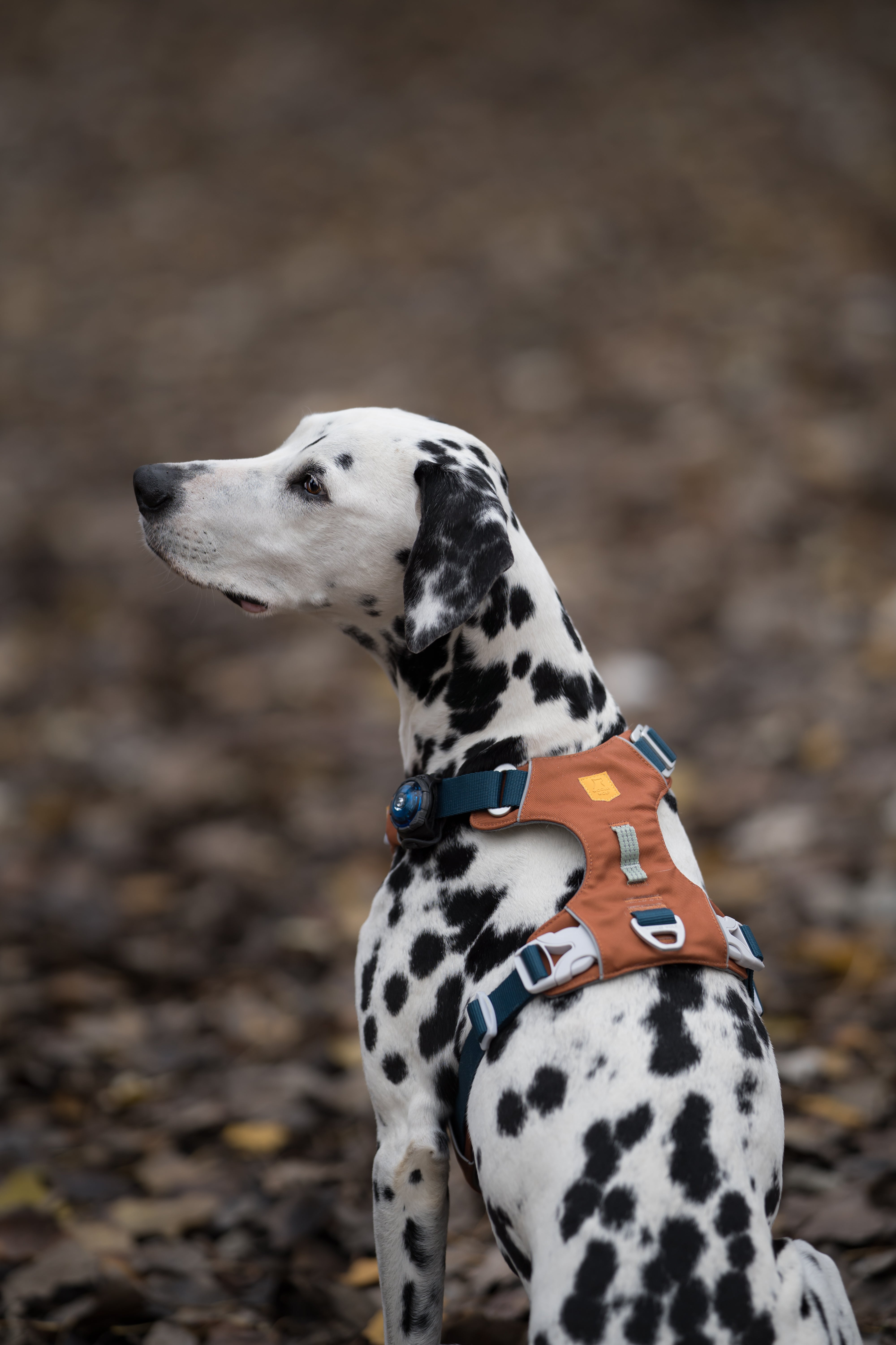 Dalmatian wearing an orange harness sits outdoors on a ground covered with brown fallen leaves.