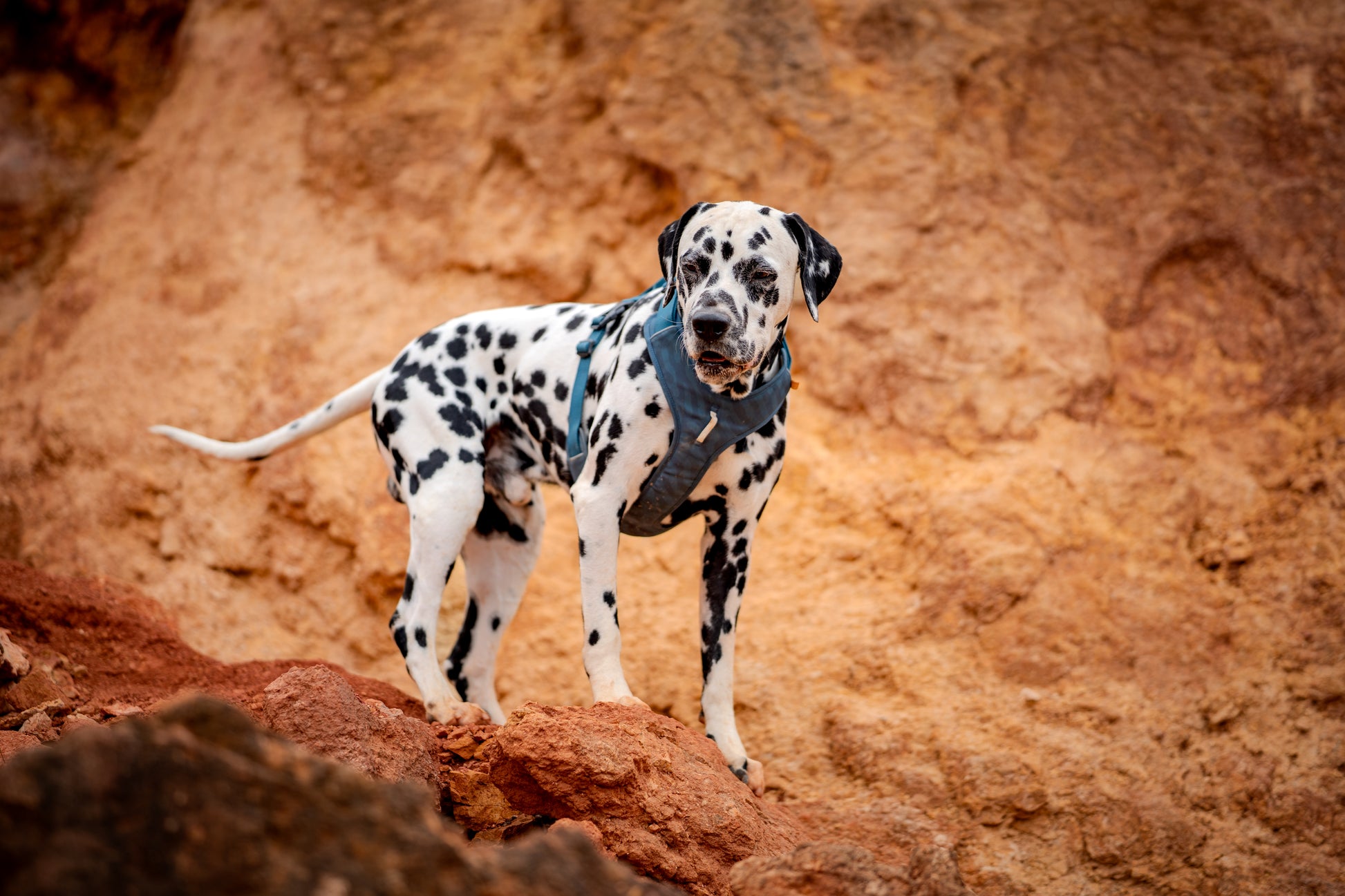 Dalmatian wearing a harness stands on rocky terrain with a brown and orange background.