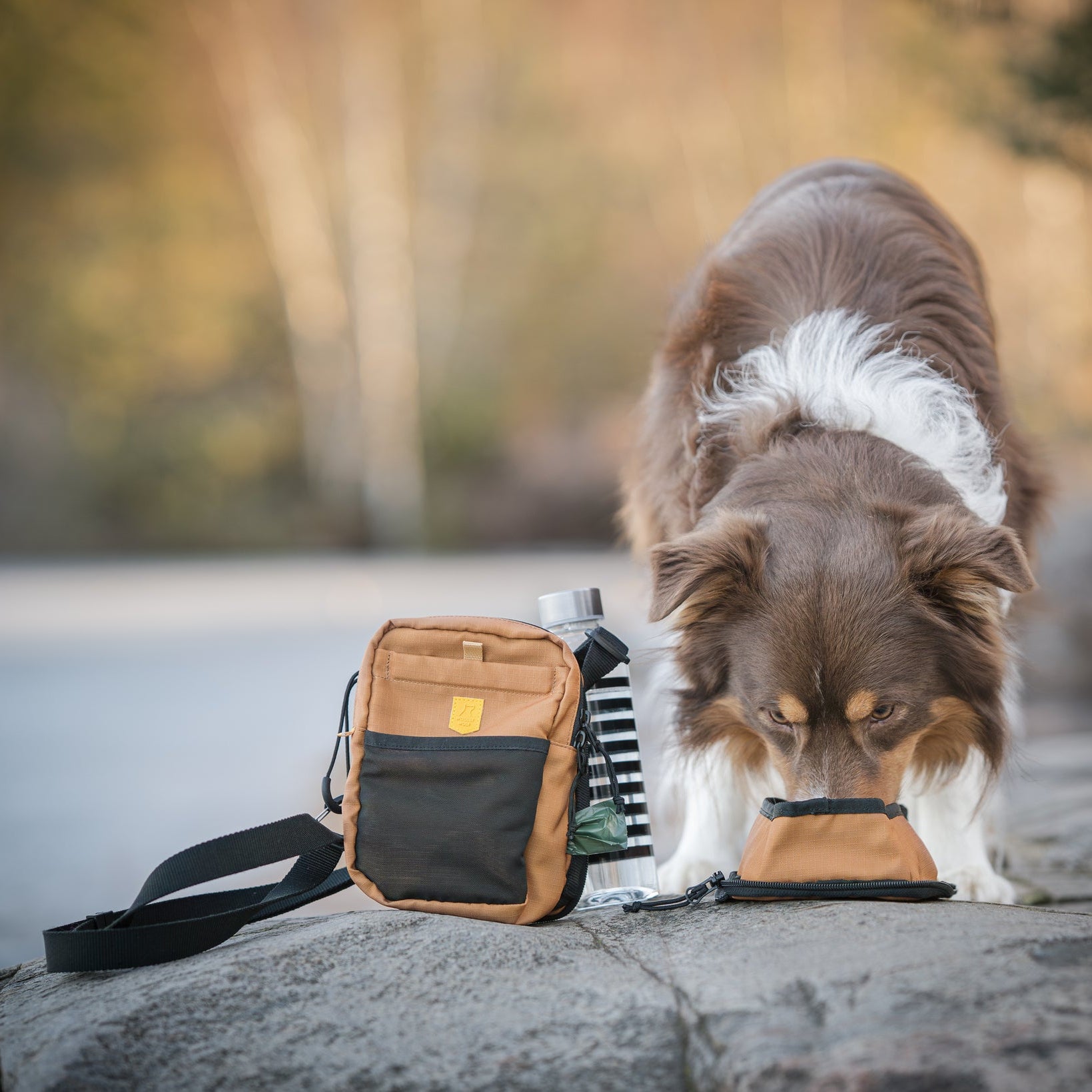 Brown and white dog drinking from a portable bowl next to a bag and water bottle outdoors on a rocky surface.