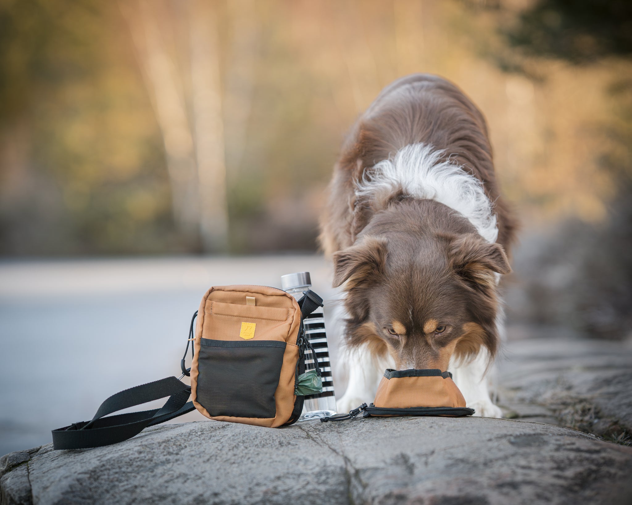 Brown and white dog drinking from a portable bowl next to a bag and water bottle outdoors on a rocky surface.