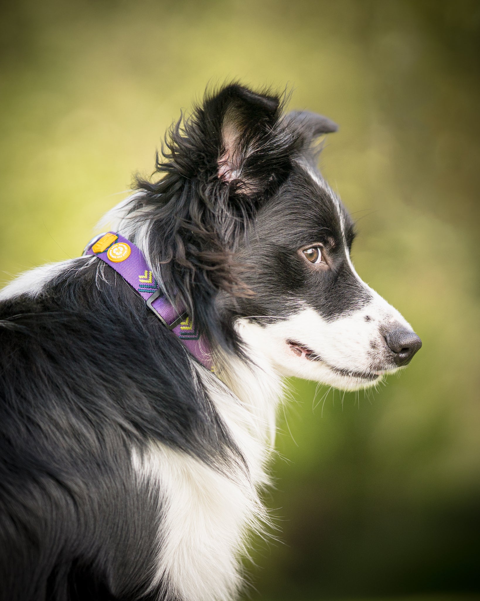 Black and white dog with a purple collar looking to the right against a blurred green background.
