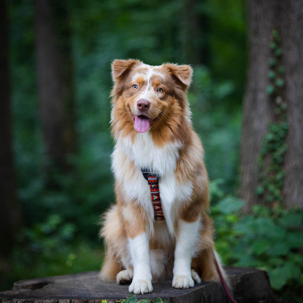 A fluffy brown and white dog with a harness sits on a tree stump in a lush, green forest.