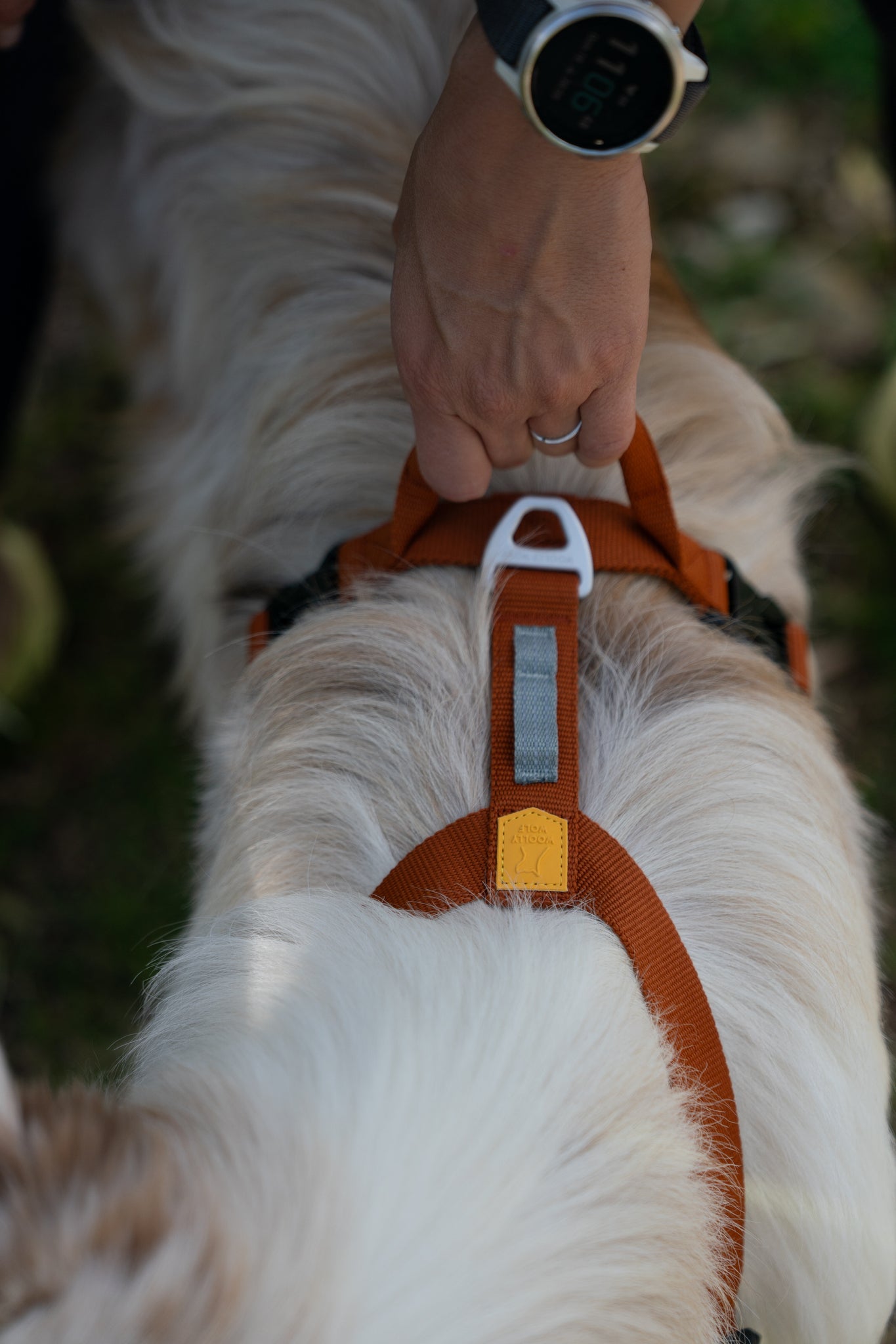 A person’s hand holds the handle of an orange dog harness worn by a light-colored, fluffy dog. The person is wearing a black wristwatch. The background is grassy and blurred.