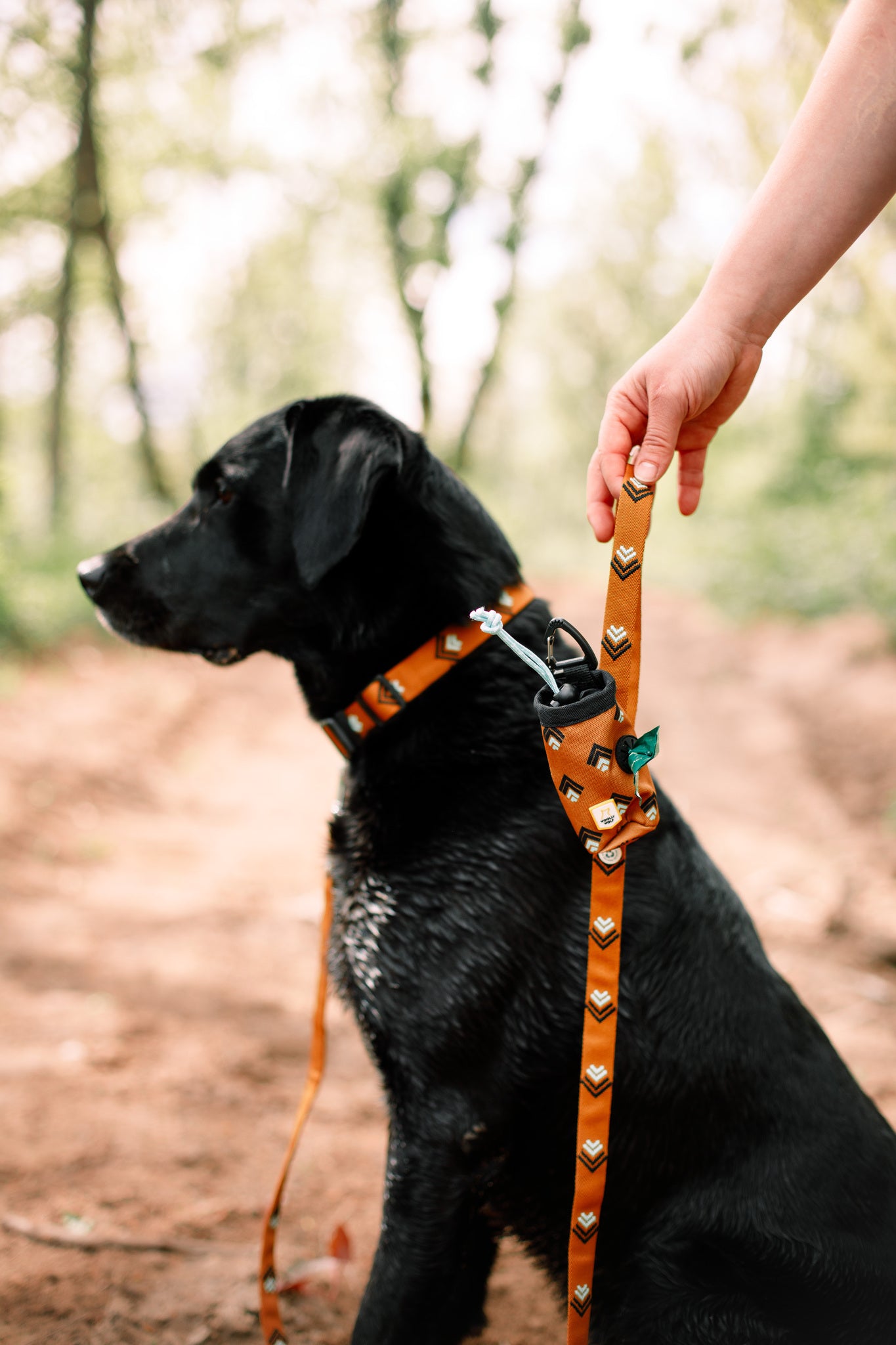 Black dog on an orange leash with a waste bag holder, sitting on a dirt path outdoors.