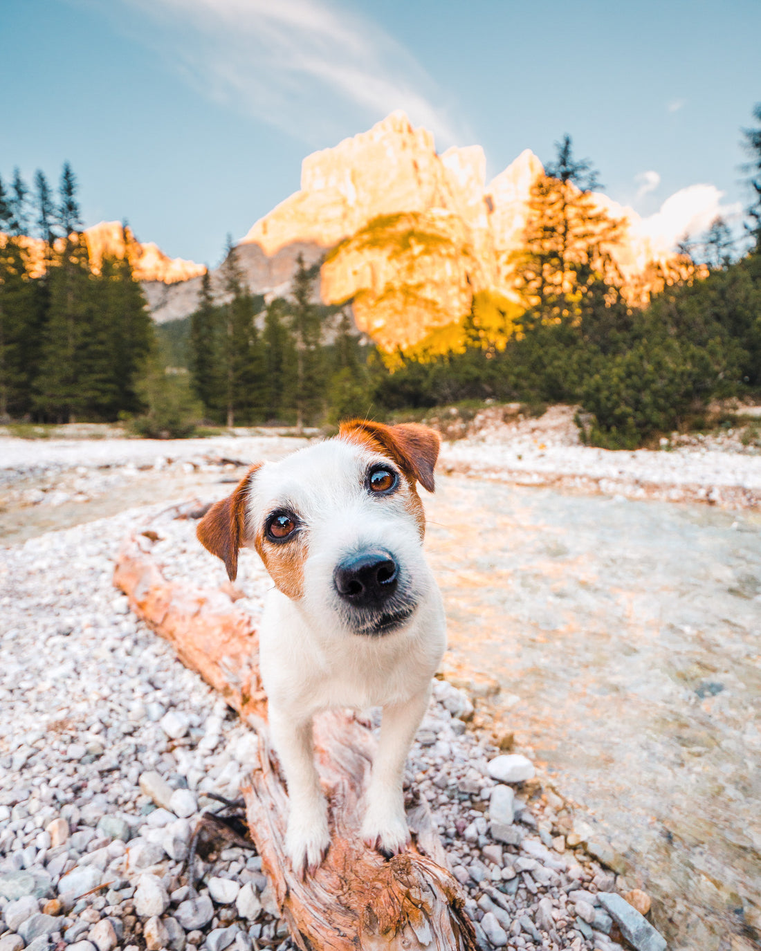 A curious dog stands on a log by a rocky stream with mountains and trees in the background.