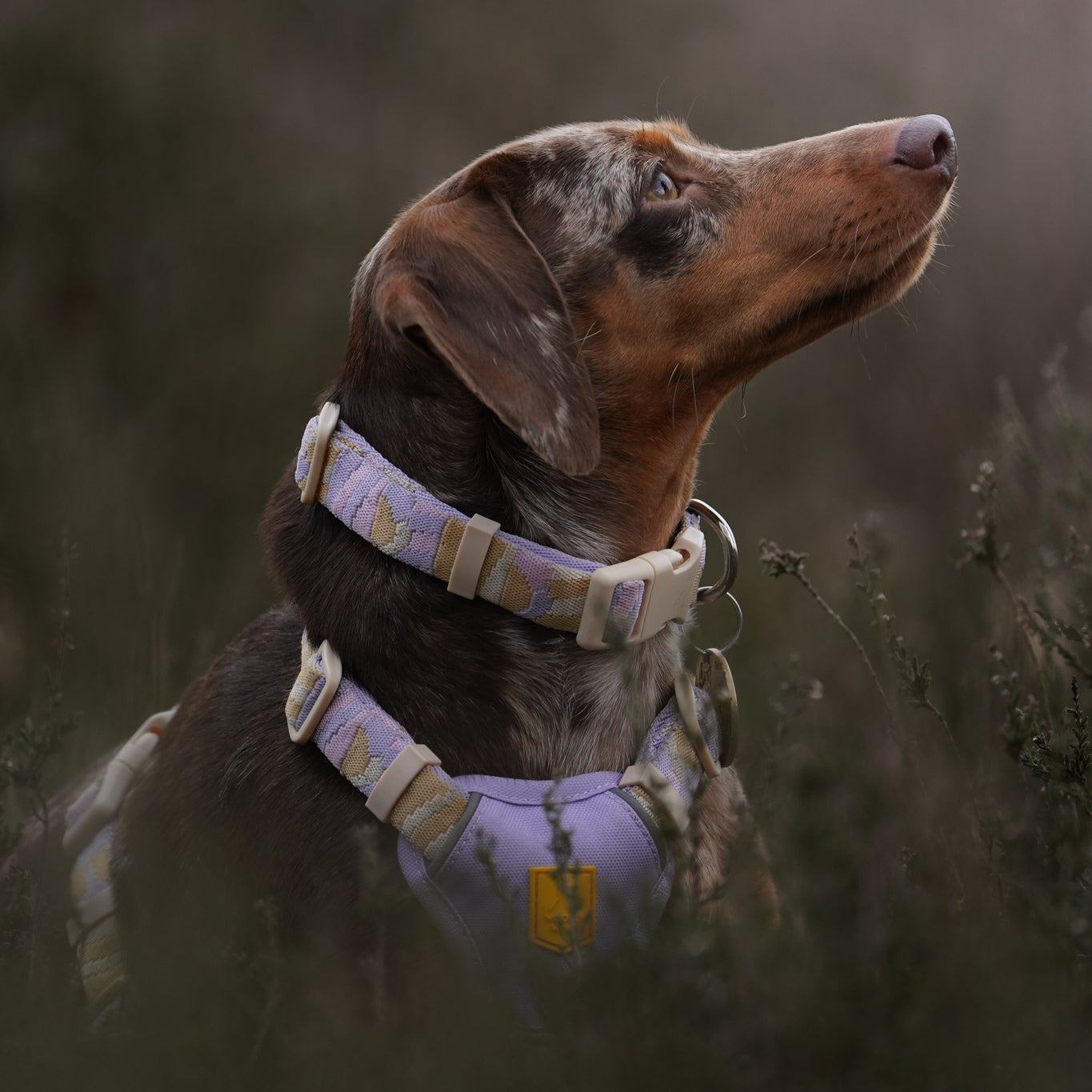 A dachshund wearing a pastel harness looks upward while sitting in tall grass outdoors.