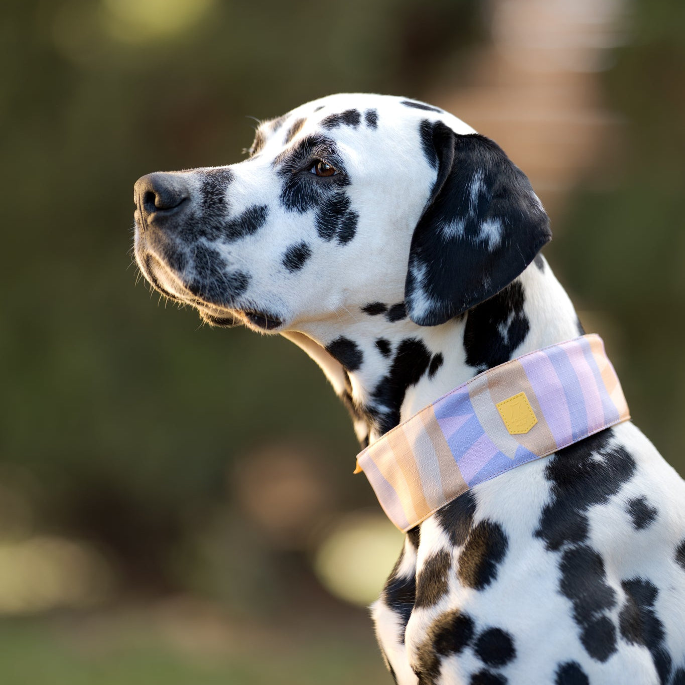 Dalmatian dog wearing a pastel-colored collar, looking to the left, outdoors with a blurred background.