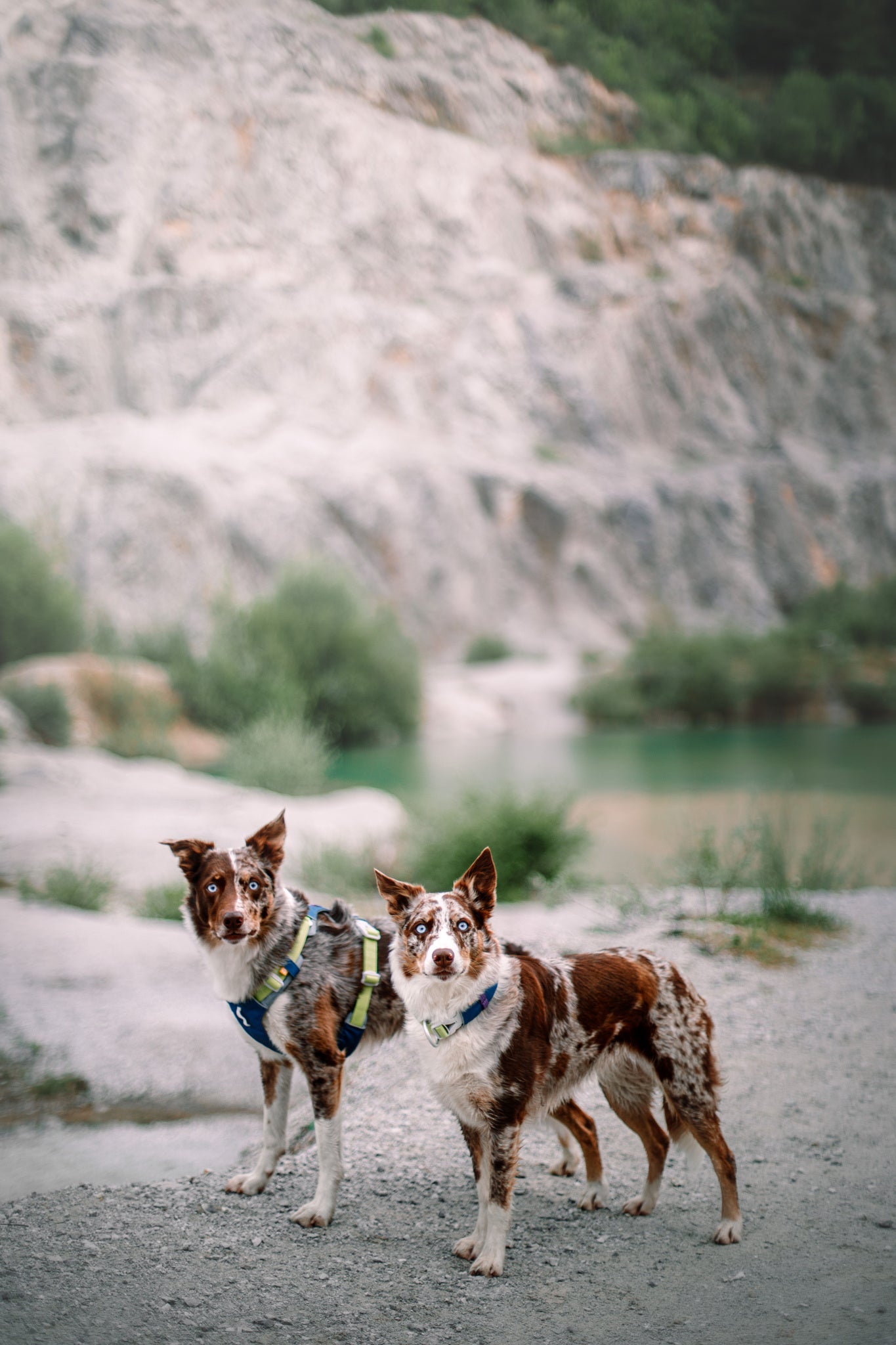 Two brown and white dogs, each wearing the Alpha 360 Dog Collar in Deep Teal, stand on a rocky path by the water, with blurred cliffs and greenery behind them.