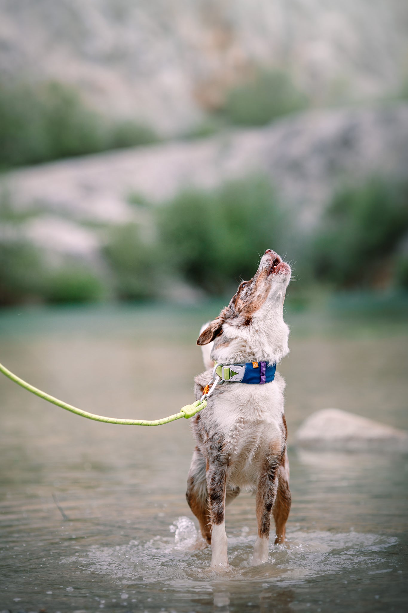 Wearing the Alpha 360 Dog Collar in Deep Teal, a wet dog on a leash stands in shallow water, gazing up with its mouth open. The background is blurred with greenery and rocks.