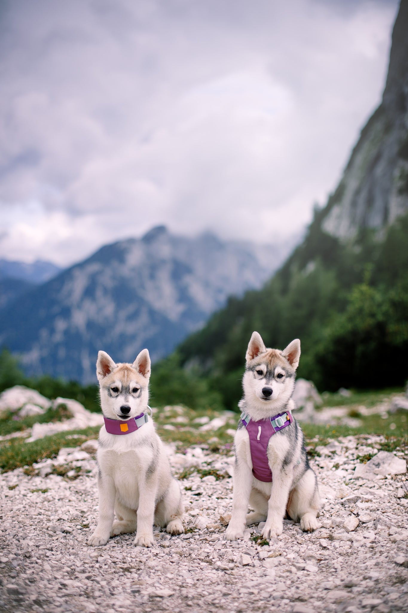 Two husky puppies wearing Alpha 360 Dog Collar in Mauve Mix sit on a rocky path with mountains, green trees, and a cloudy sky in the background.