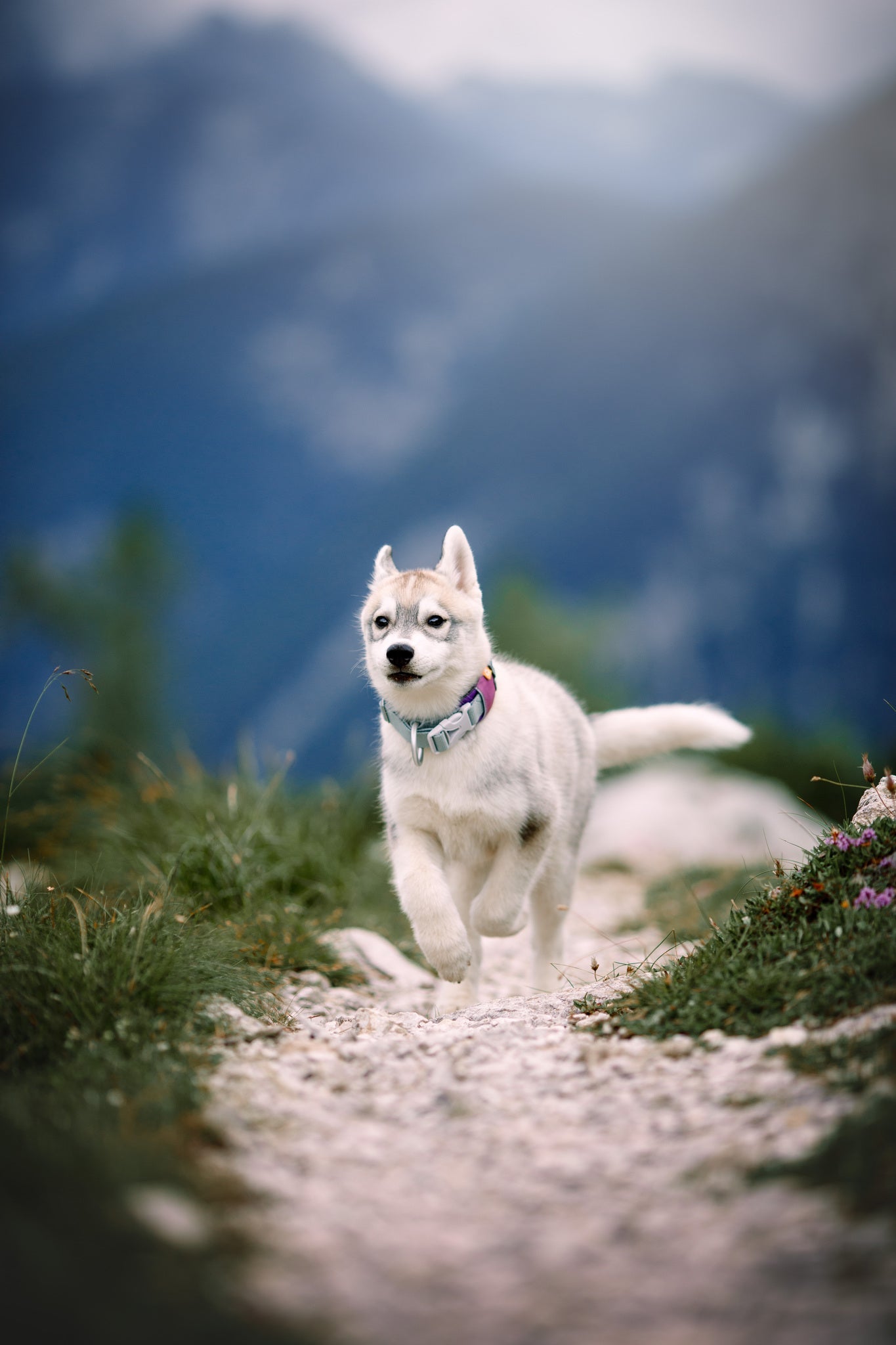A young Siberian Husky puppy, wearing the Alpha 360 Dog Collar in Mauve Mix, runs along a rocky outdoor path with blurred mountains and greenery in the background.