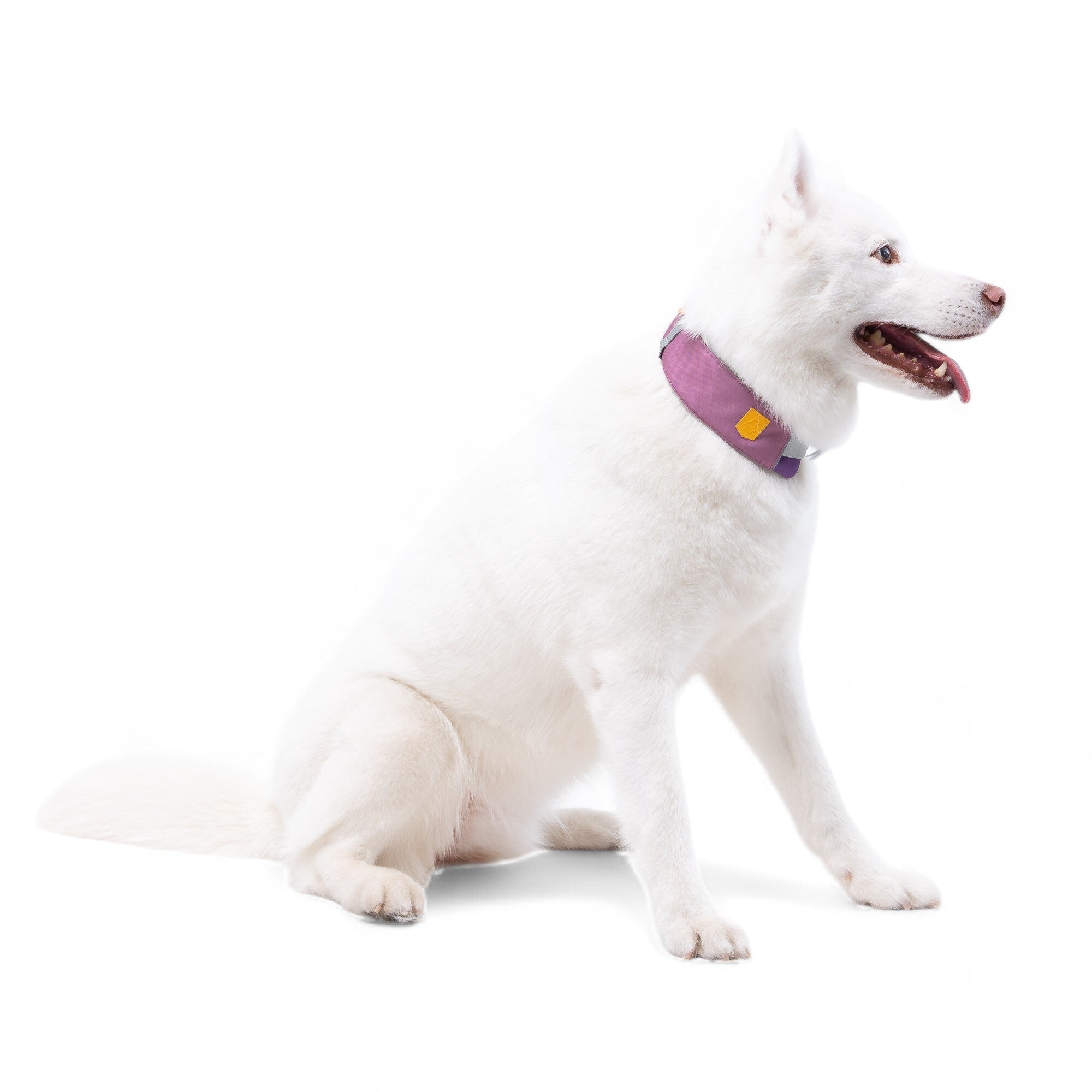 A white dog with pointy ears sits on a white background, wearing the Alpha 360 Dog Collar in Mauve Mix with a yellow tag. The dog looks to the side, mouth open and tongue out.
