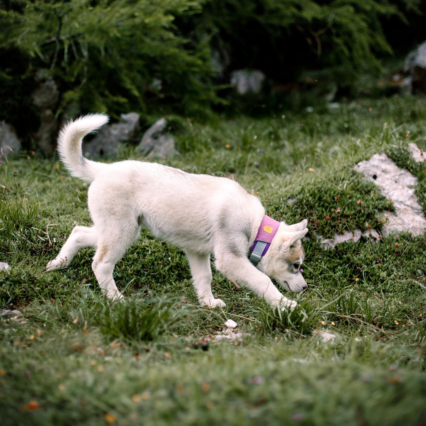 A white puppy wearing the Alpha 360 Dog Collar Mauve Mix sniffs the ground while walking on green grass, surrounded by rocks and lush greenery.