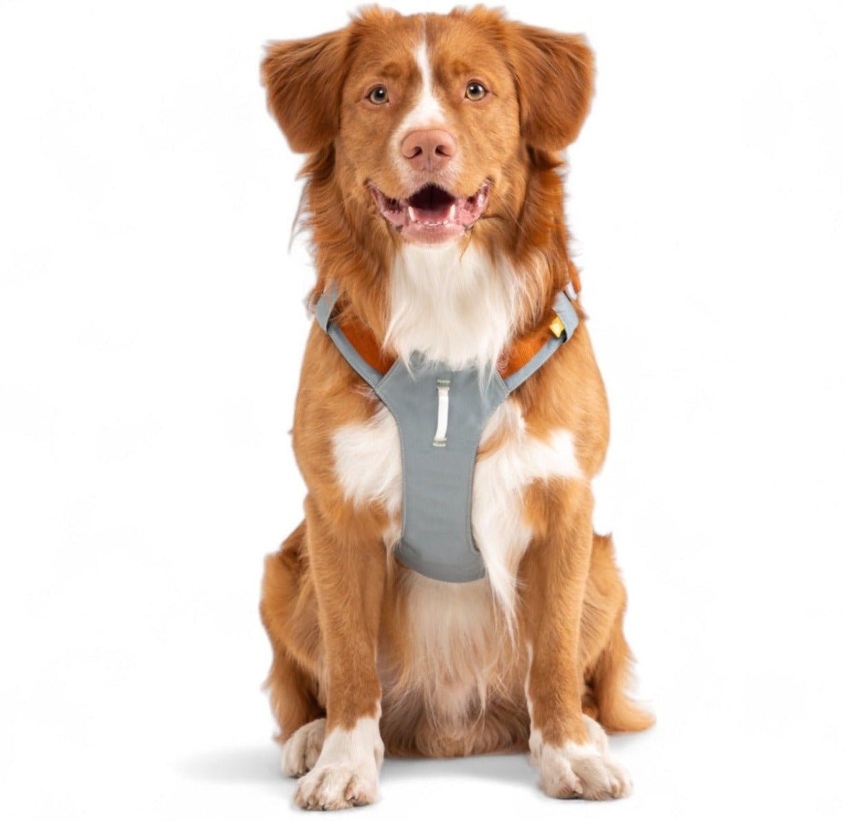 A happy brown and white dog with fluffy fur sits facing forward, wearing the Alpha 360 Dog Harness in Glacier Green Mix, against a plain white background.