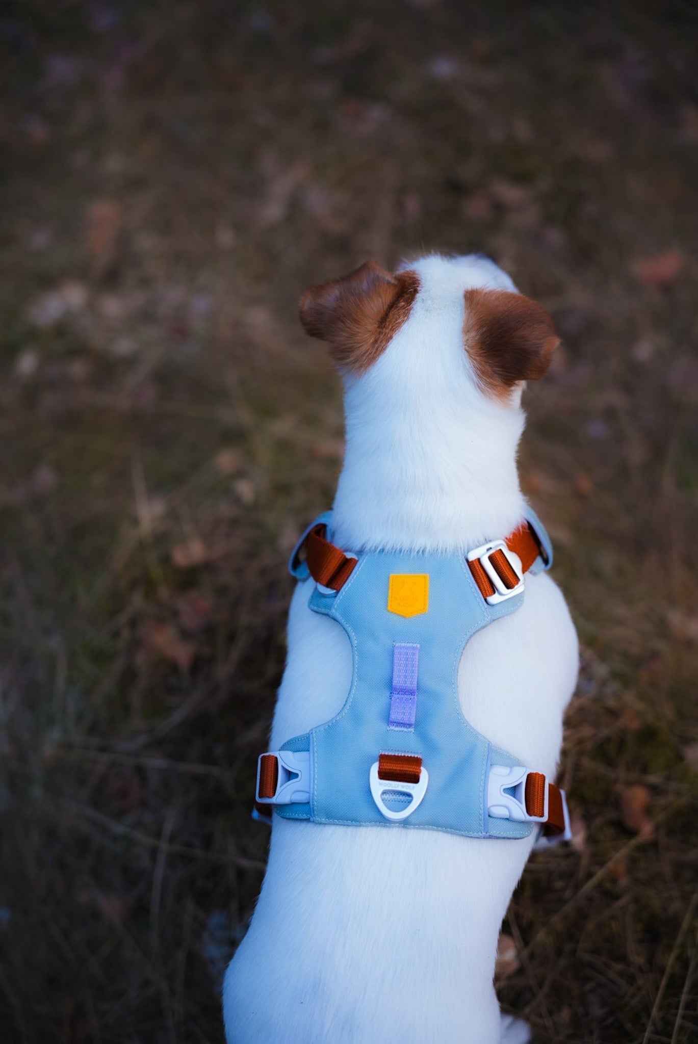 A small white dog with brown ears, seen from behind, sits on grass and leaves outdoors wearing the Alpha 360 Dog Harness in Glacier Green Mix.