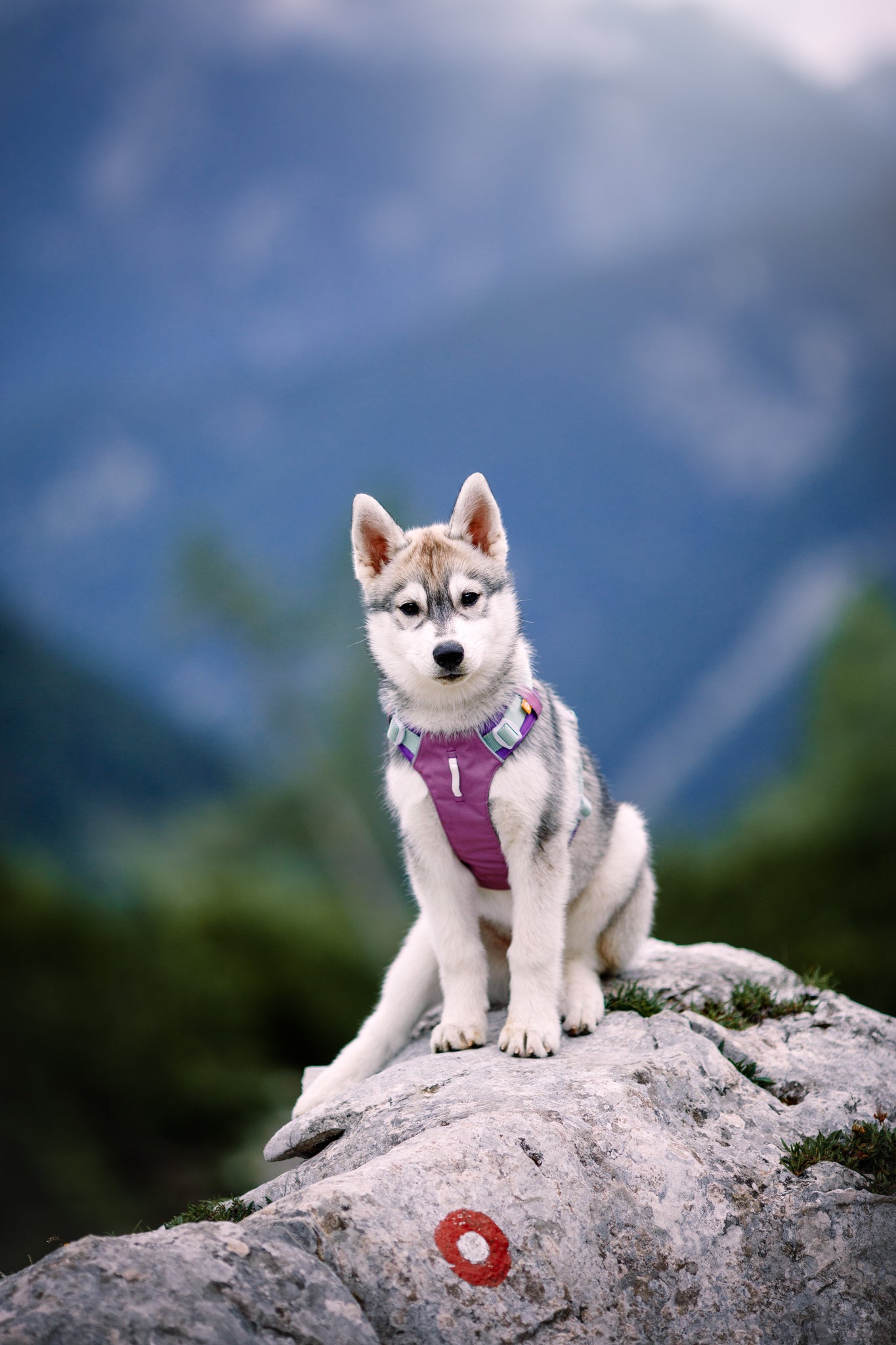 A young husky wearing the Alpha 360 Dog Harness Mauve Mix sits on a large rock with a red circle, framed by blurred green hills and mountains in the background.
