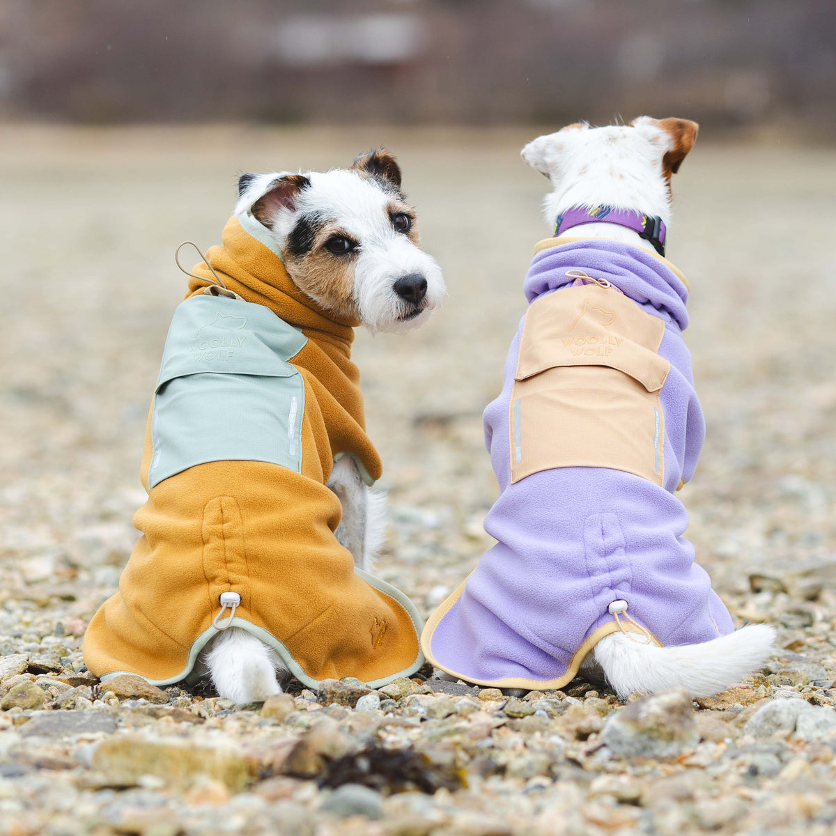 Two small dogs wearing matching fleece coats in mustard yellow and lavender, seen from behind.
