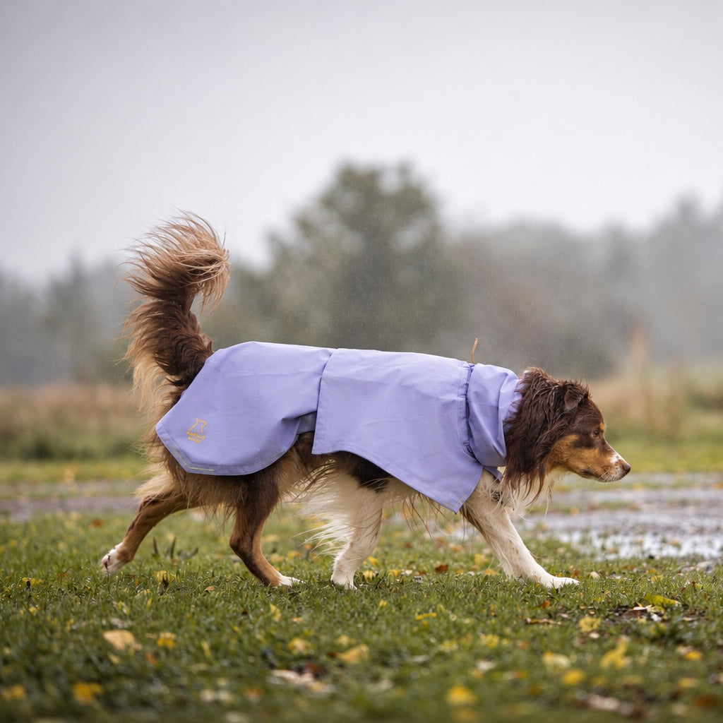 A dog wearing a light purple raincoat walking through a grassy field.