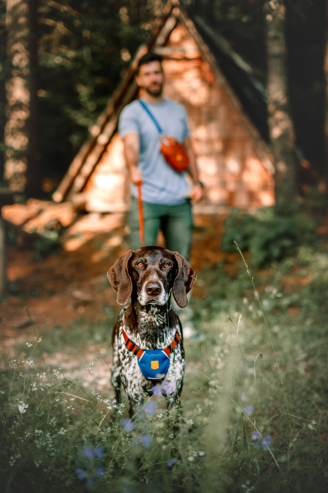 A dog wearing the Color Block Dog Harness Lime Mix stands on a grassy area in focus, with a man holding its leash in front of a wooden cabin in the woods.