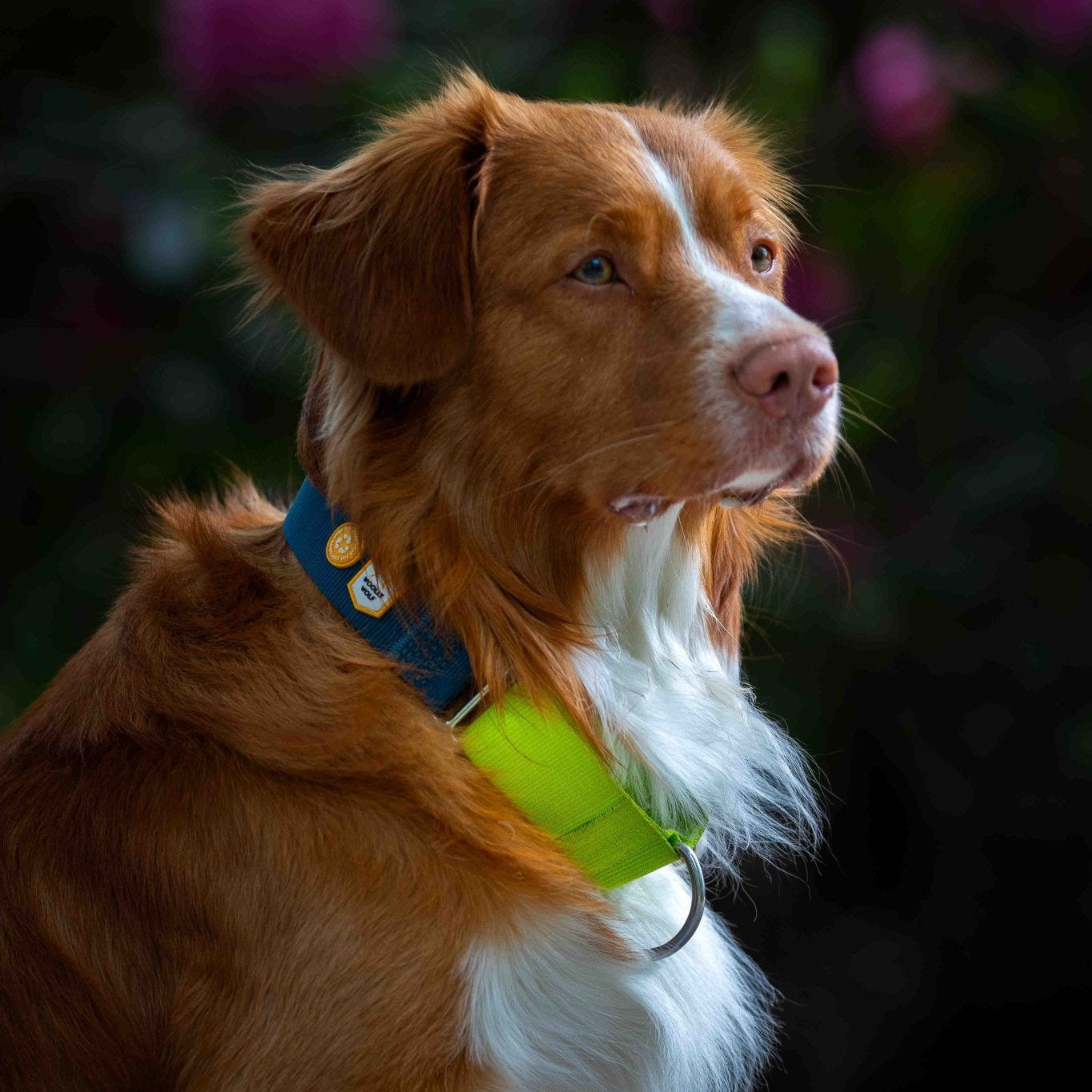 A brown and white dog with a fluffy coat wears the Color Block Martingale Dog Collar in Deep Teal while sitting outdoors, looking to the side. The background is blurred with touches of pink flowers and greenery.