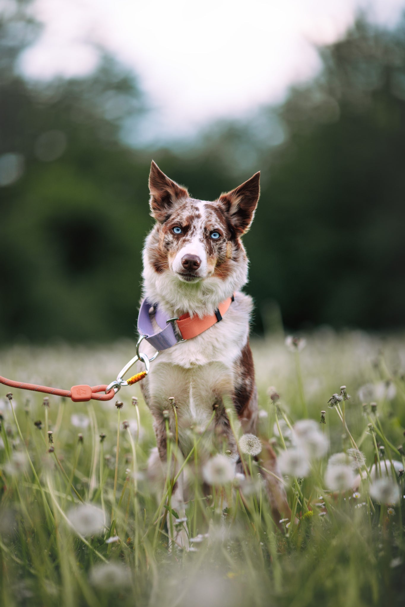A dog wearing the Color Block Martingale Dog Collar in Salmon Pink stands on a leash in a field of dandelions, facing the camera with a blurred green background.