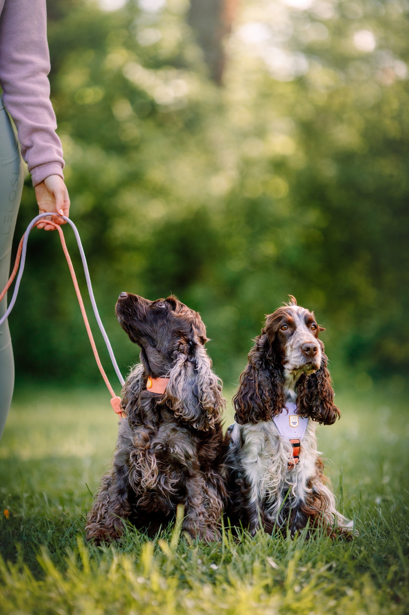 Two cocker spaniels sit on grass, wearing Color Block Martingale Dog Collars in Salmon Pink. Their leashes are held by a person standing on the left as both dogs look up, surrounded by greenery and soft sunlight.
